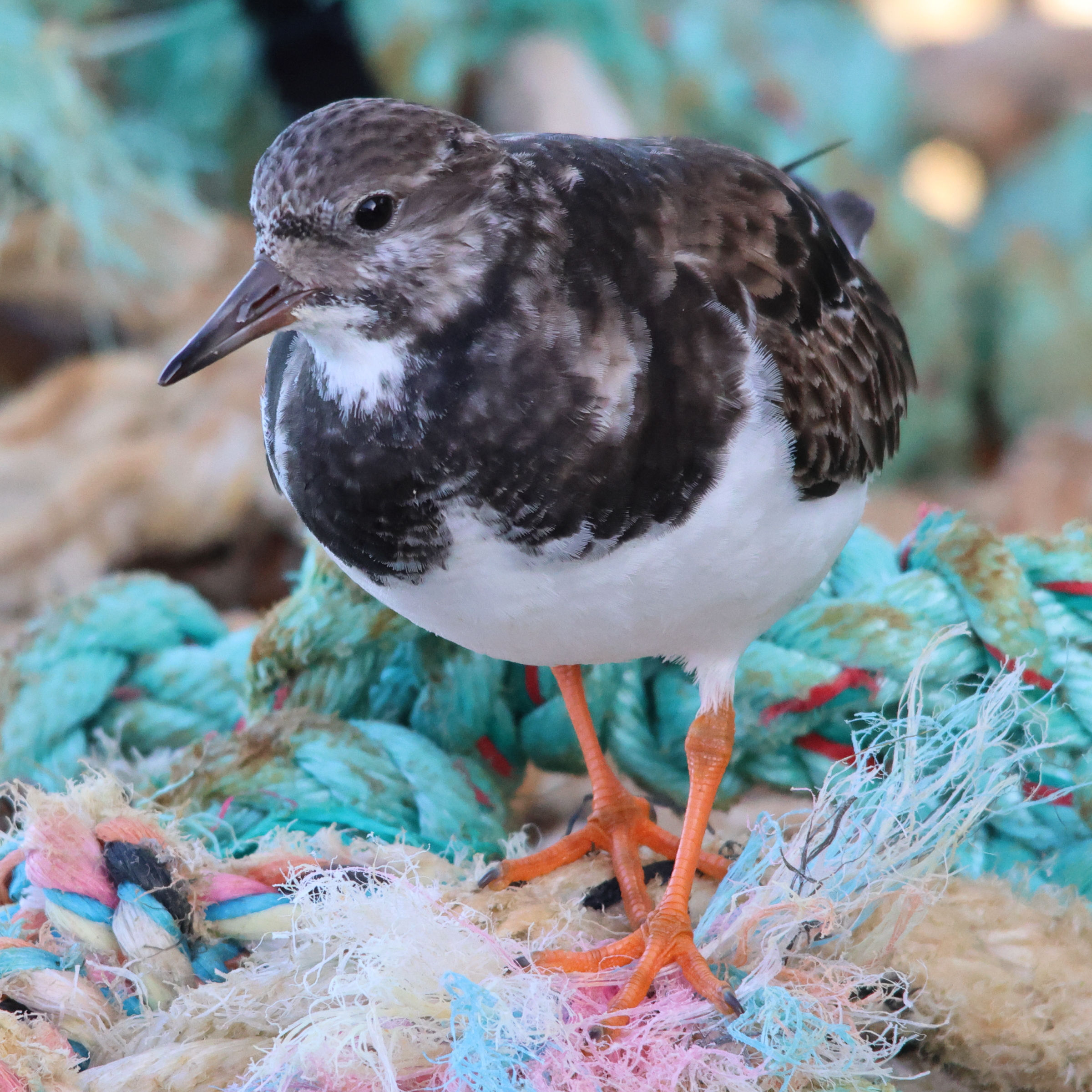 tournepierre_a_collier_-_arenaria_interpres12md