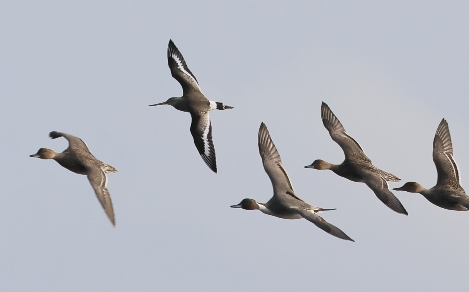 barge_a_queue_noire_-_limosa_mimosa12bd