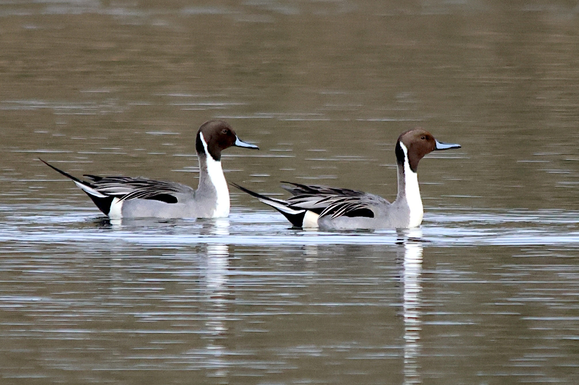 canard_pilet_-_anas_acuta11md