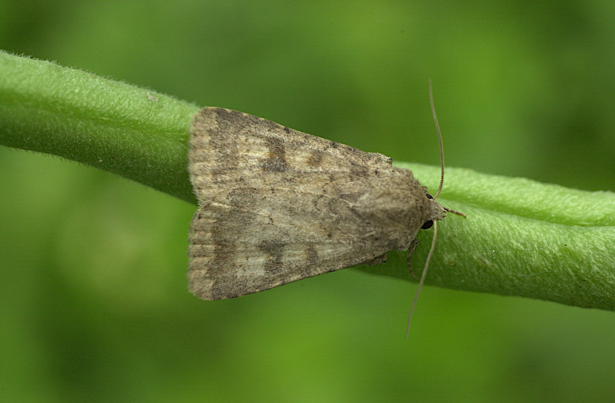 caradrina_morpheus3md