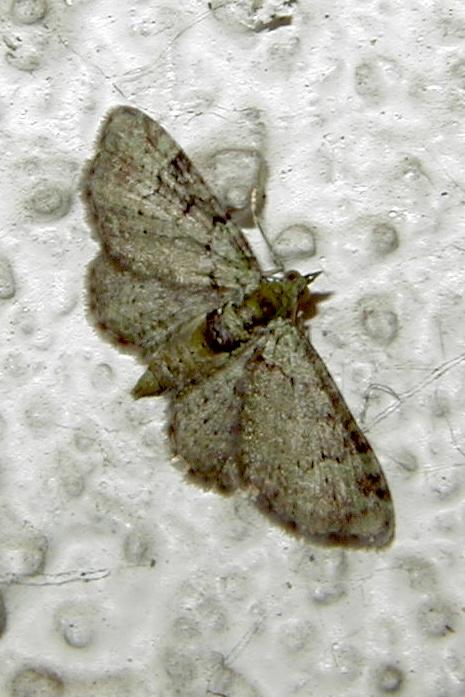 pasiphila_rectangulata2md