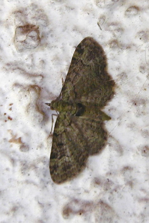 pasiphila_rectangulata3md