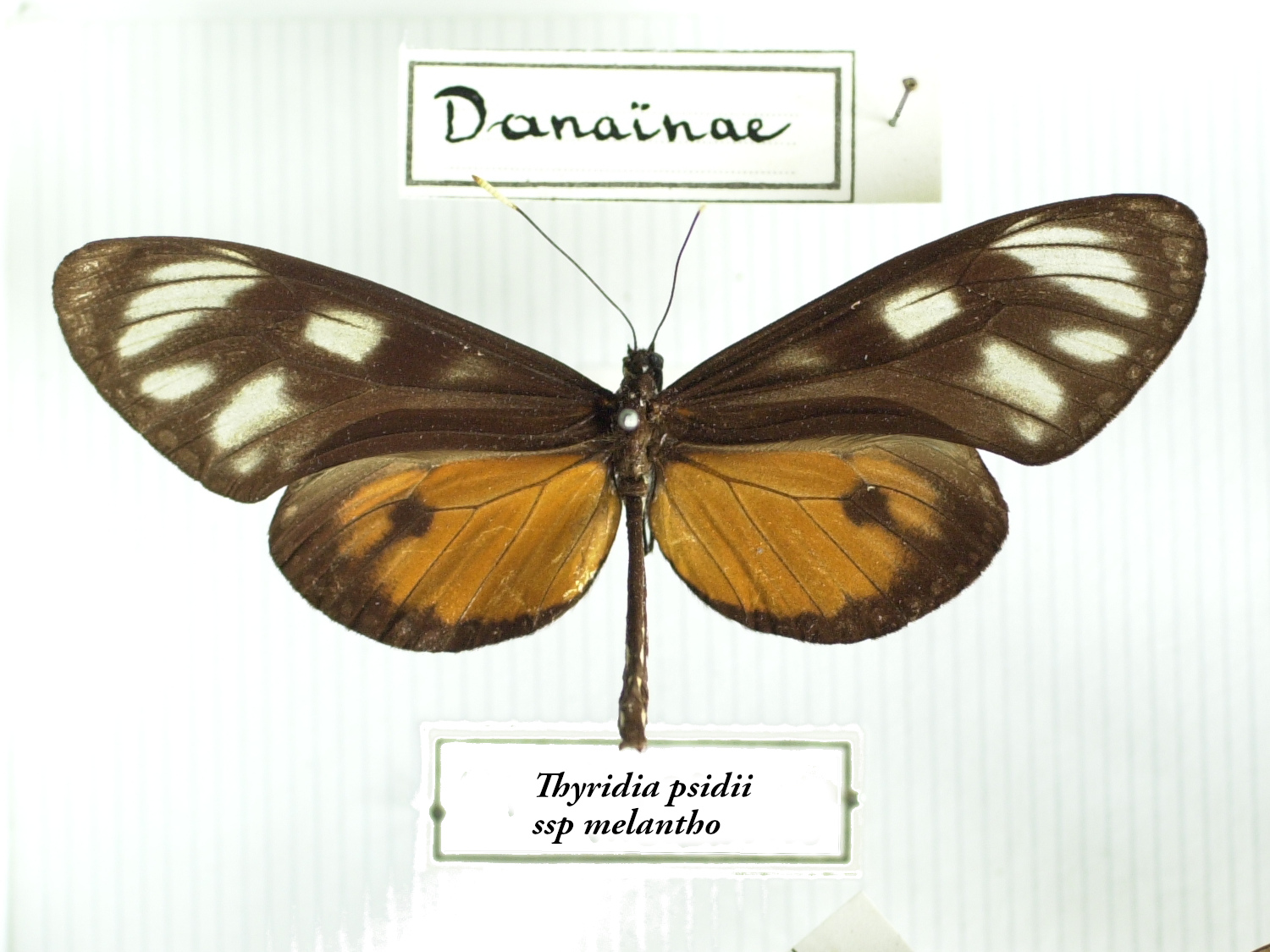 thyridia_psidii_melantho1md