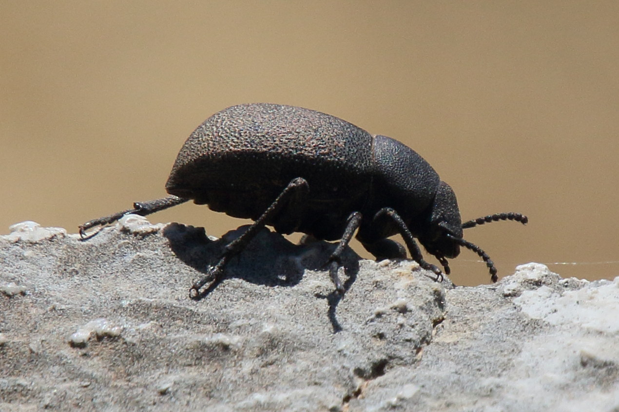 graecopachys_quadricollis1bd