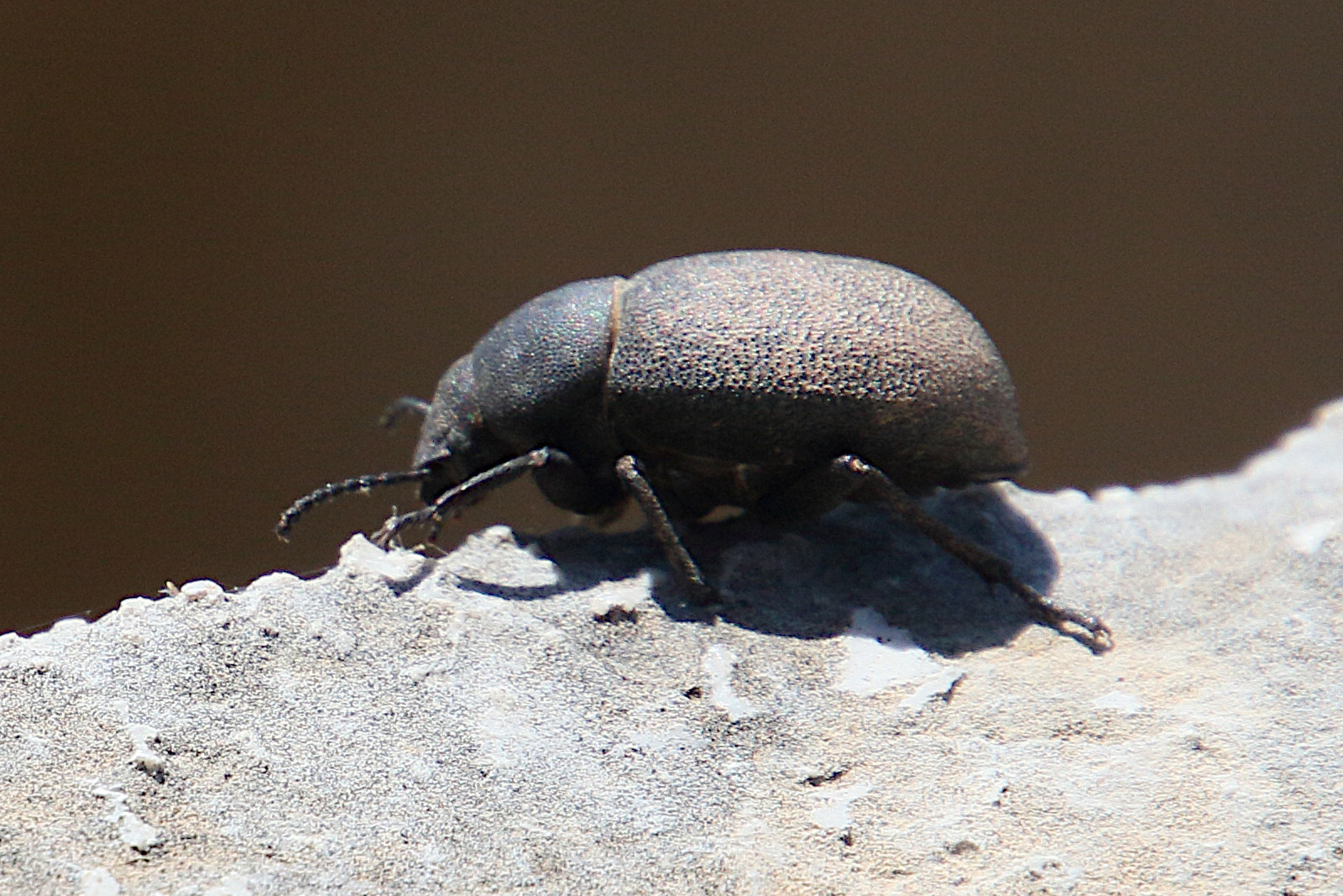 graecopachys_quadricollis2bd