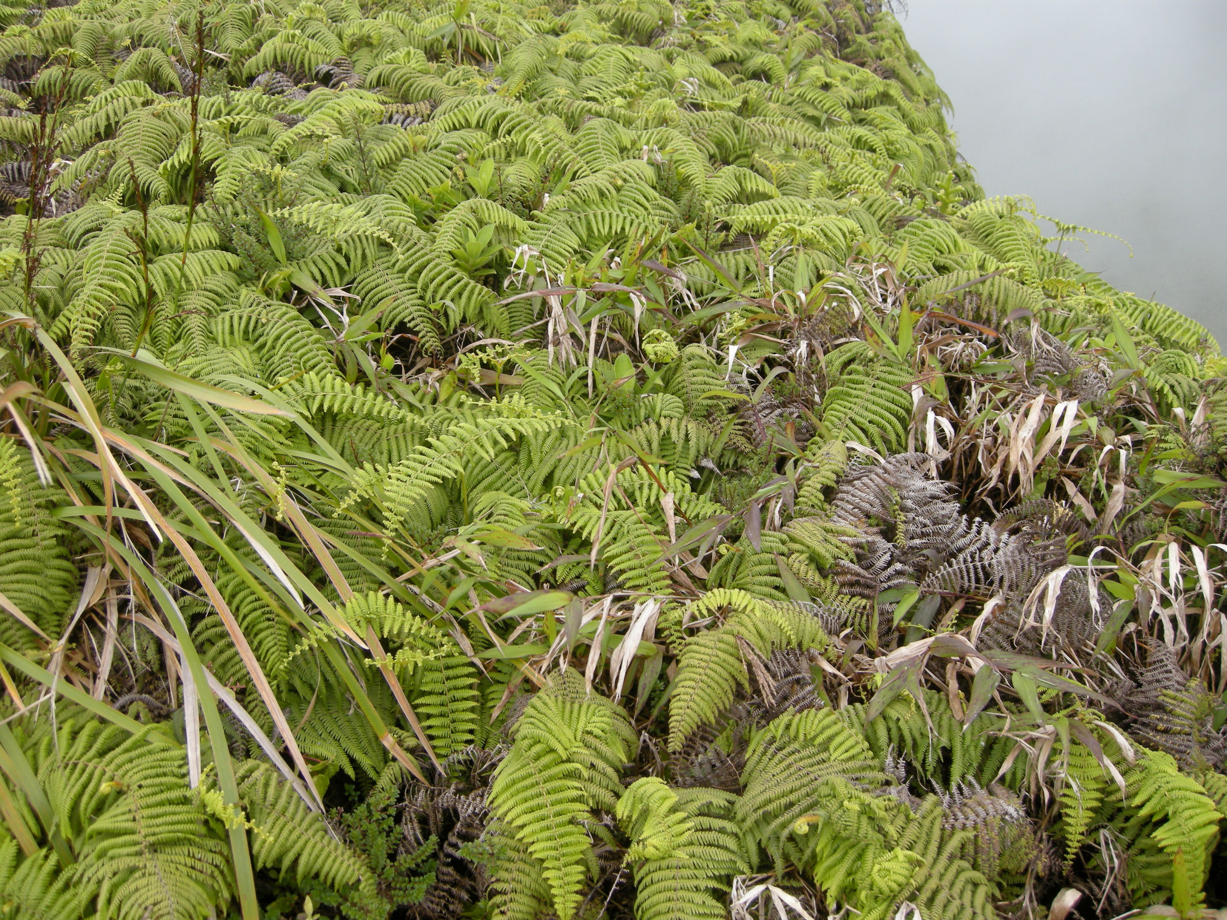 diplopterygium_bancroftii1md