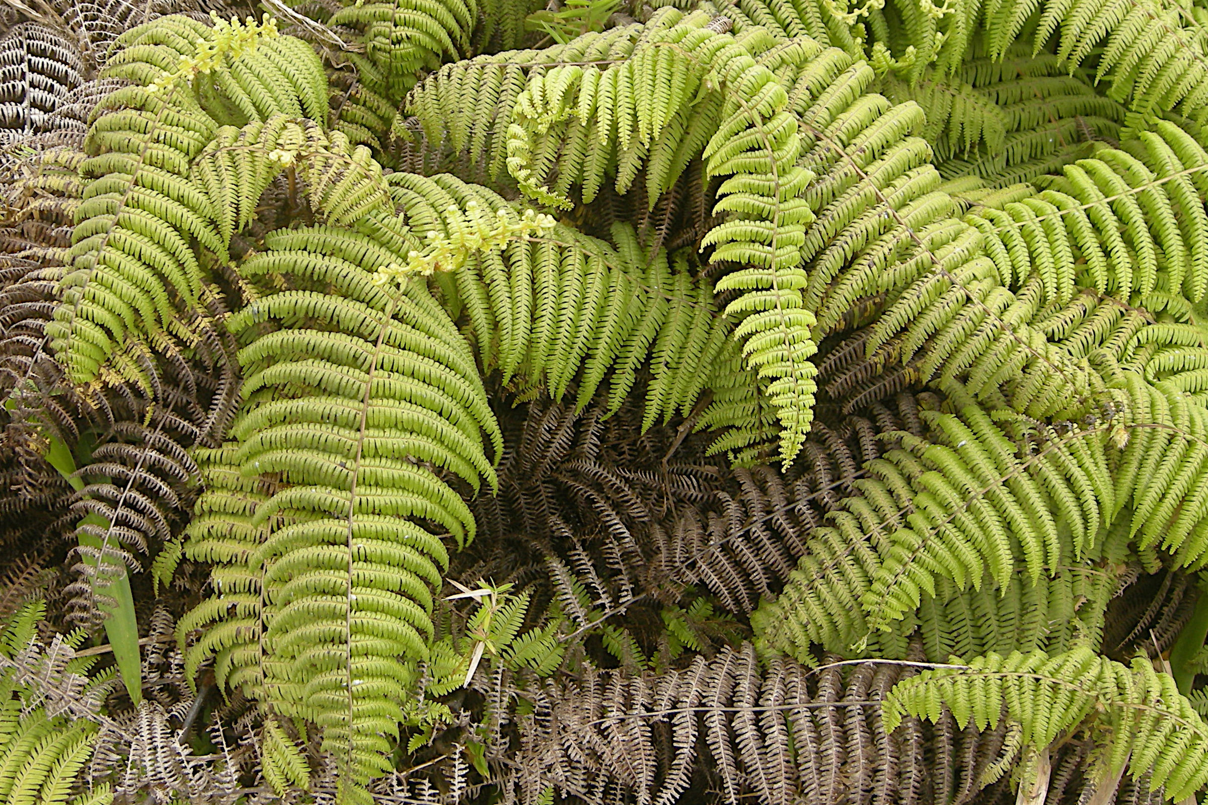 diplopterygium_bancroftii2md