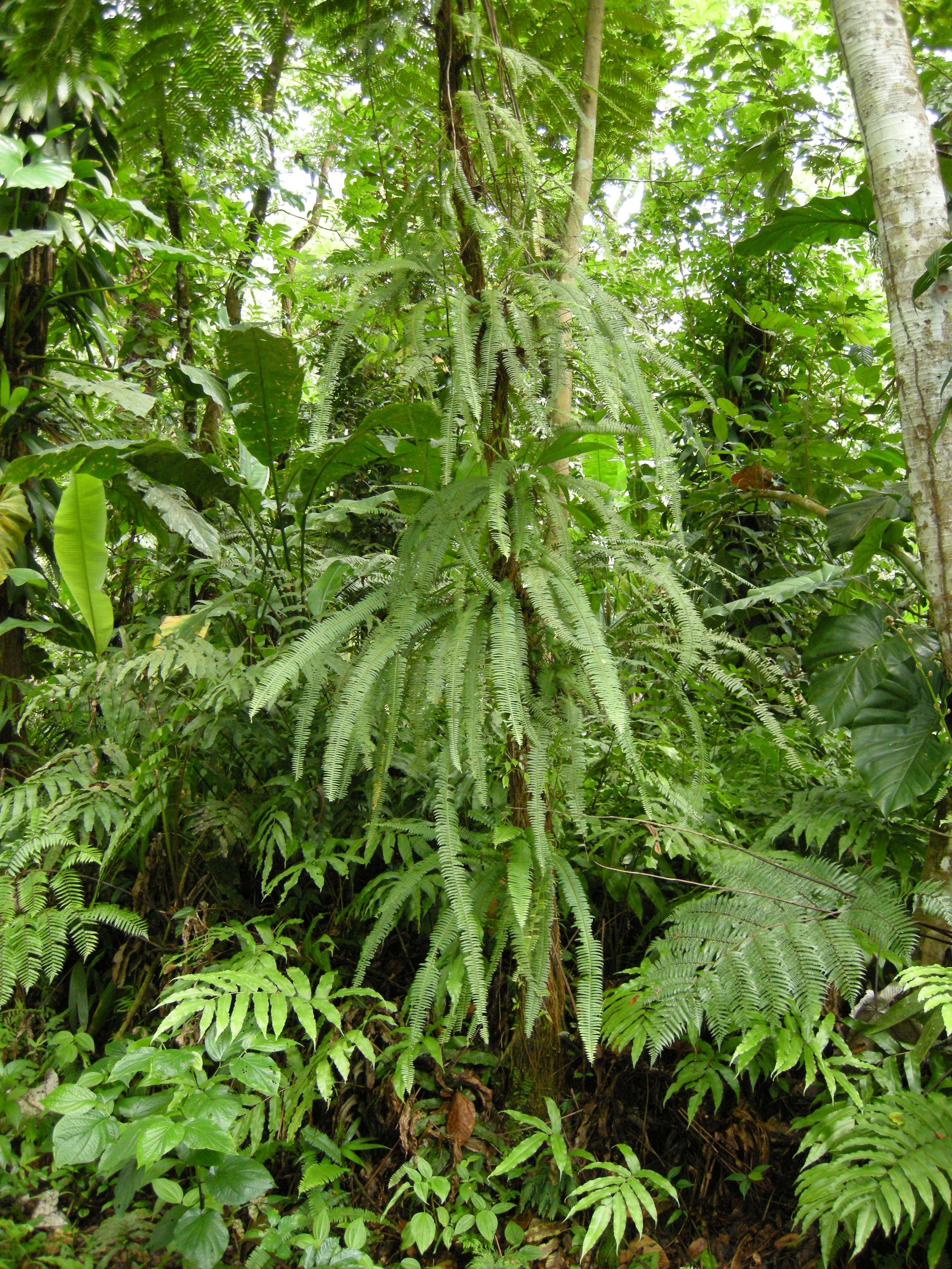 nephrolepis_rivularis1md