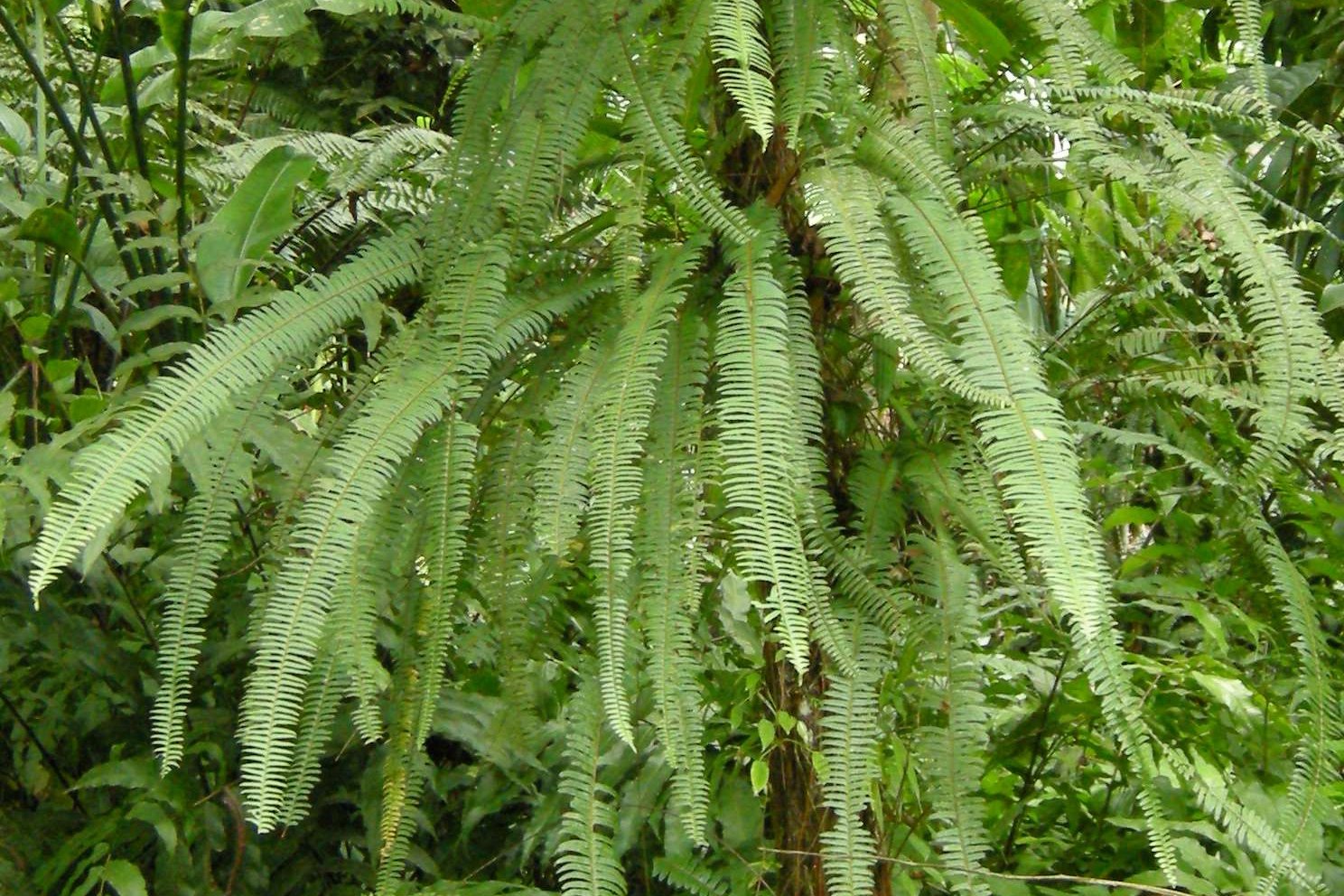 nephrolepis_rivularis2md