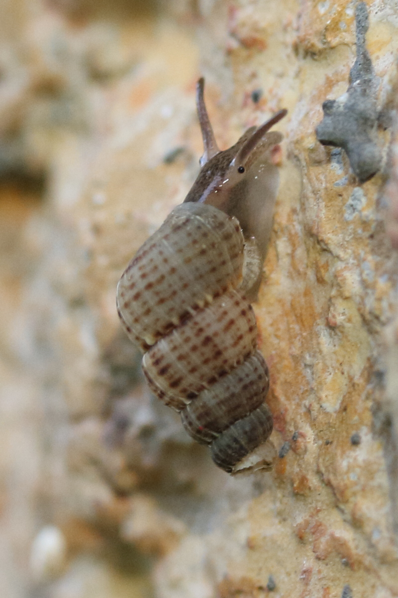 diplopoma_crenulatum1md