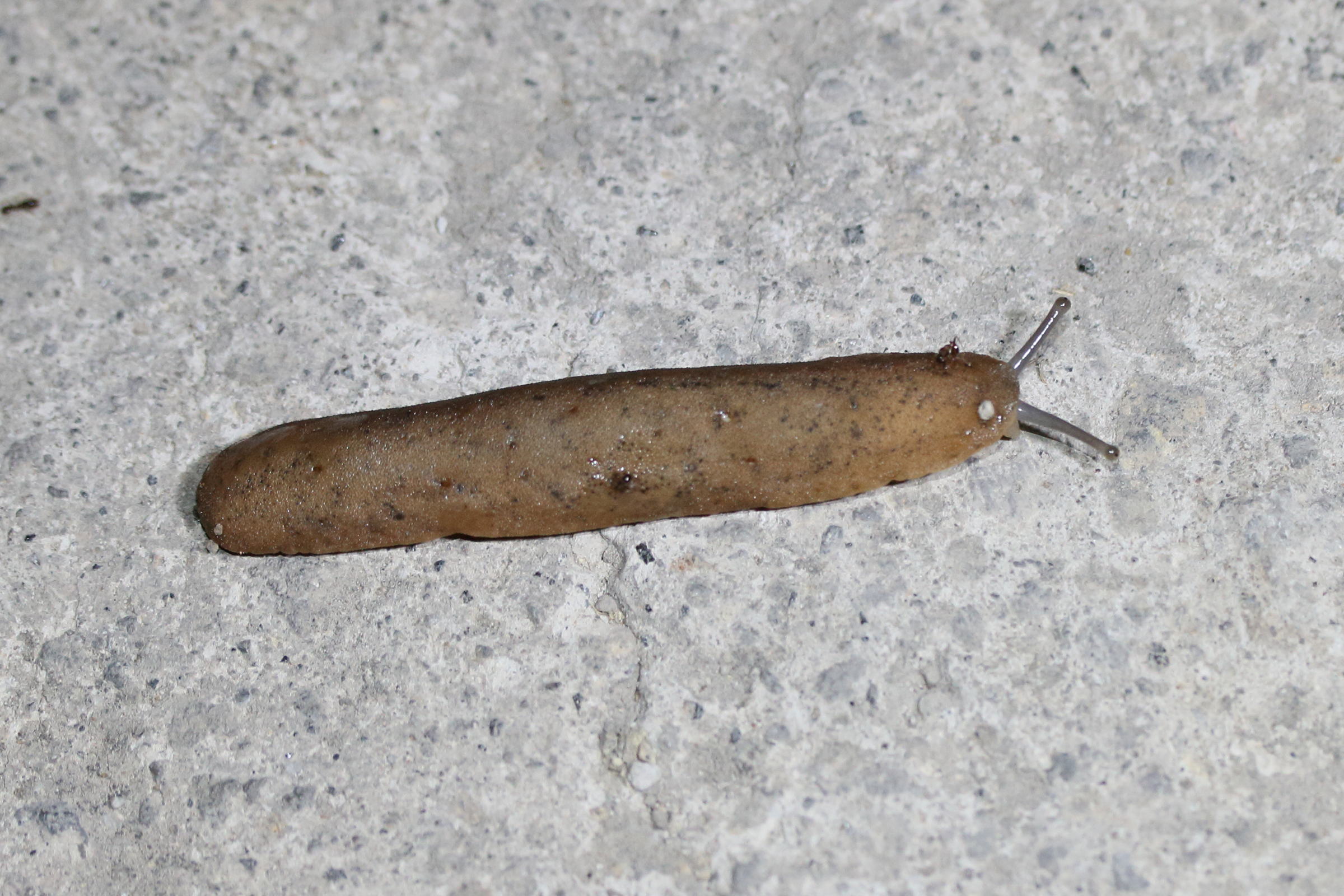 diplosolenodes_occidentalis1md