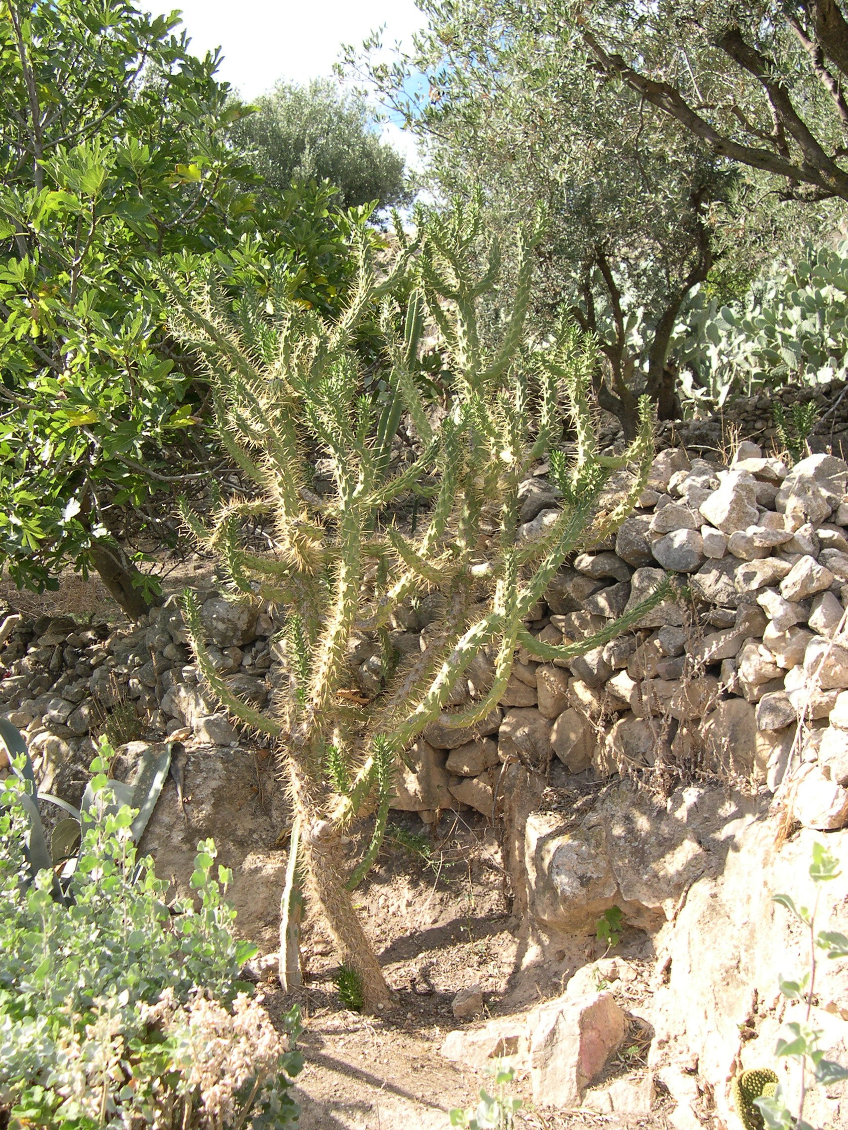 Afficher le média austrocylindropuntia_cylindrica9md austrocylindropuntia_cylindrica9md