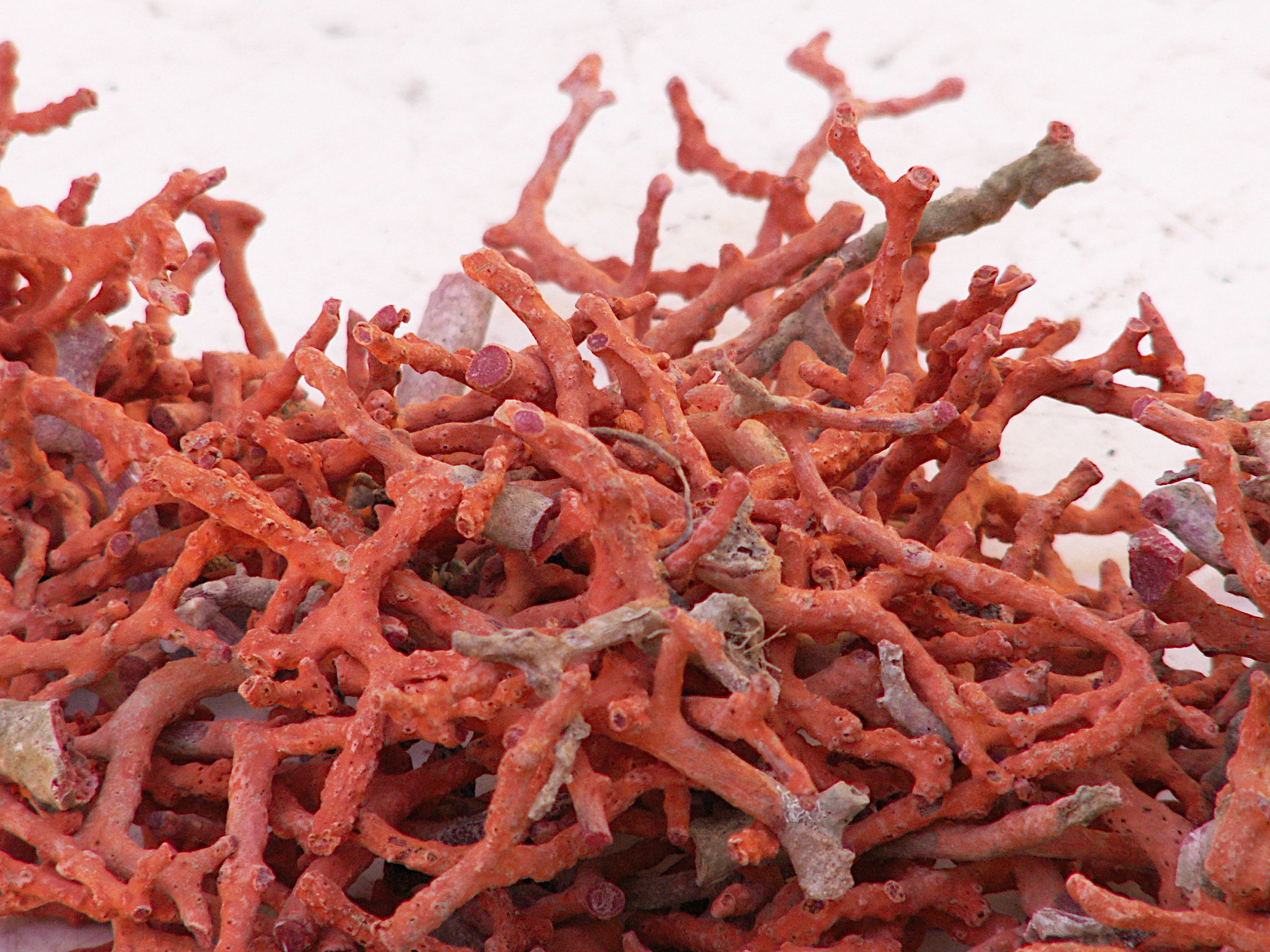 Afficher le média corallium_rubrum3bd corallium_rubrum3bd