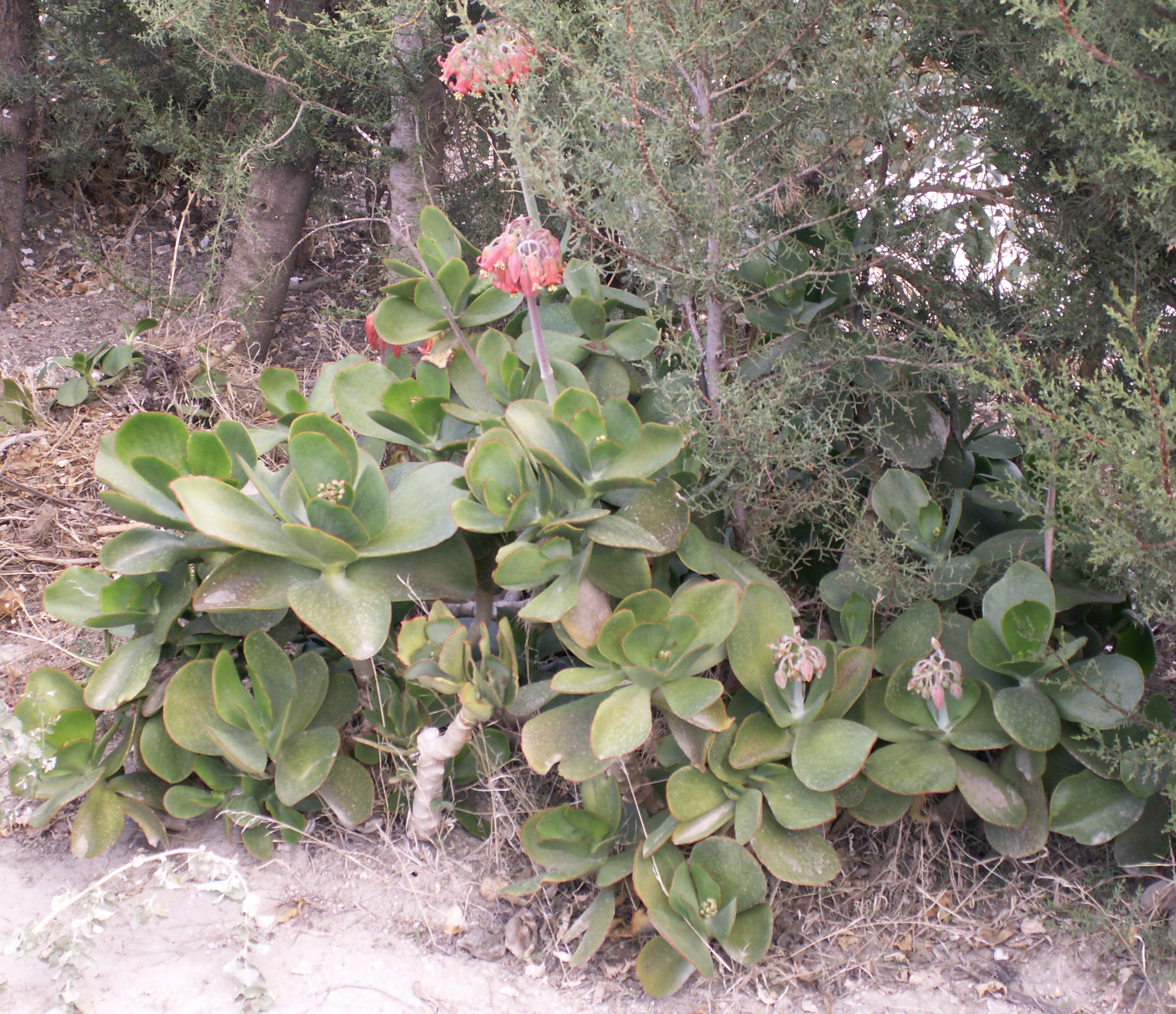 cotyledon_orbiculata1md