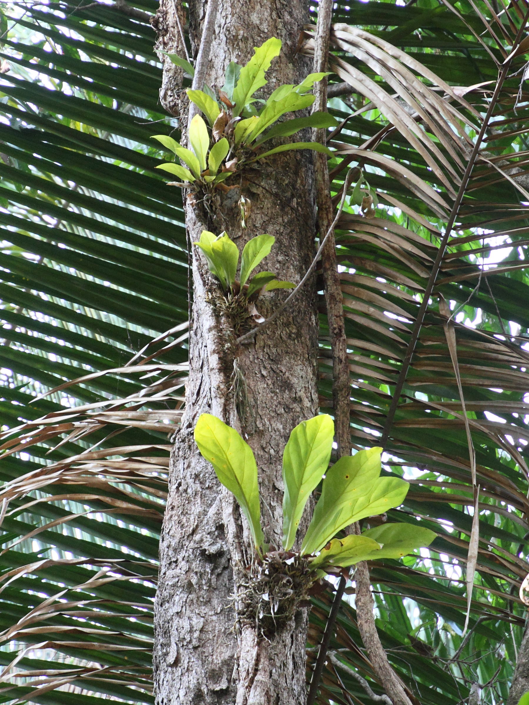 anthurium_salvinii3md