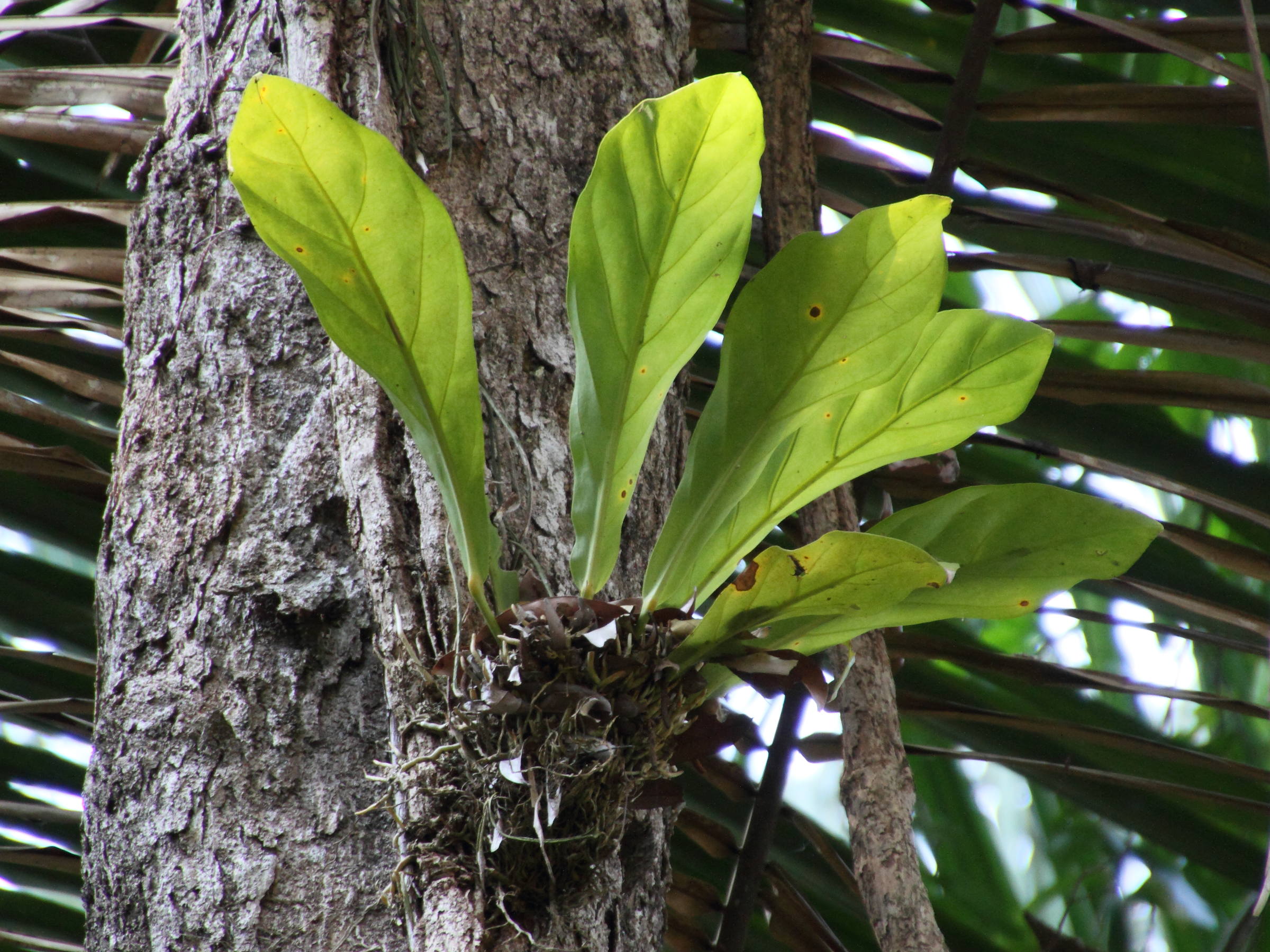 anthurium_salvinii4md