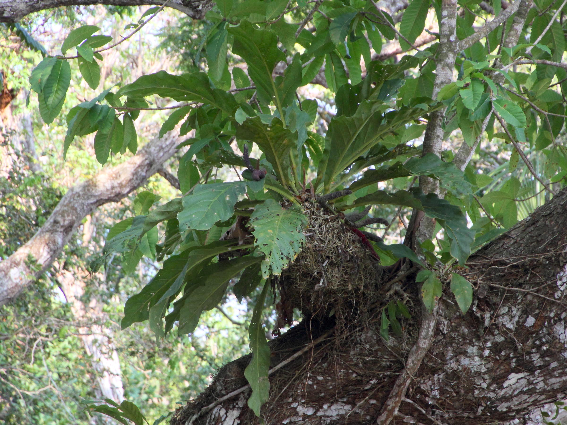 anthurium_salvinii5md