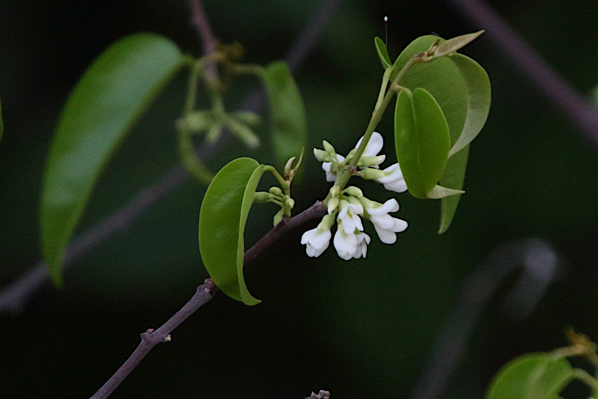 dalbergia_brownei2md