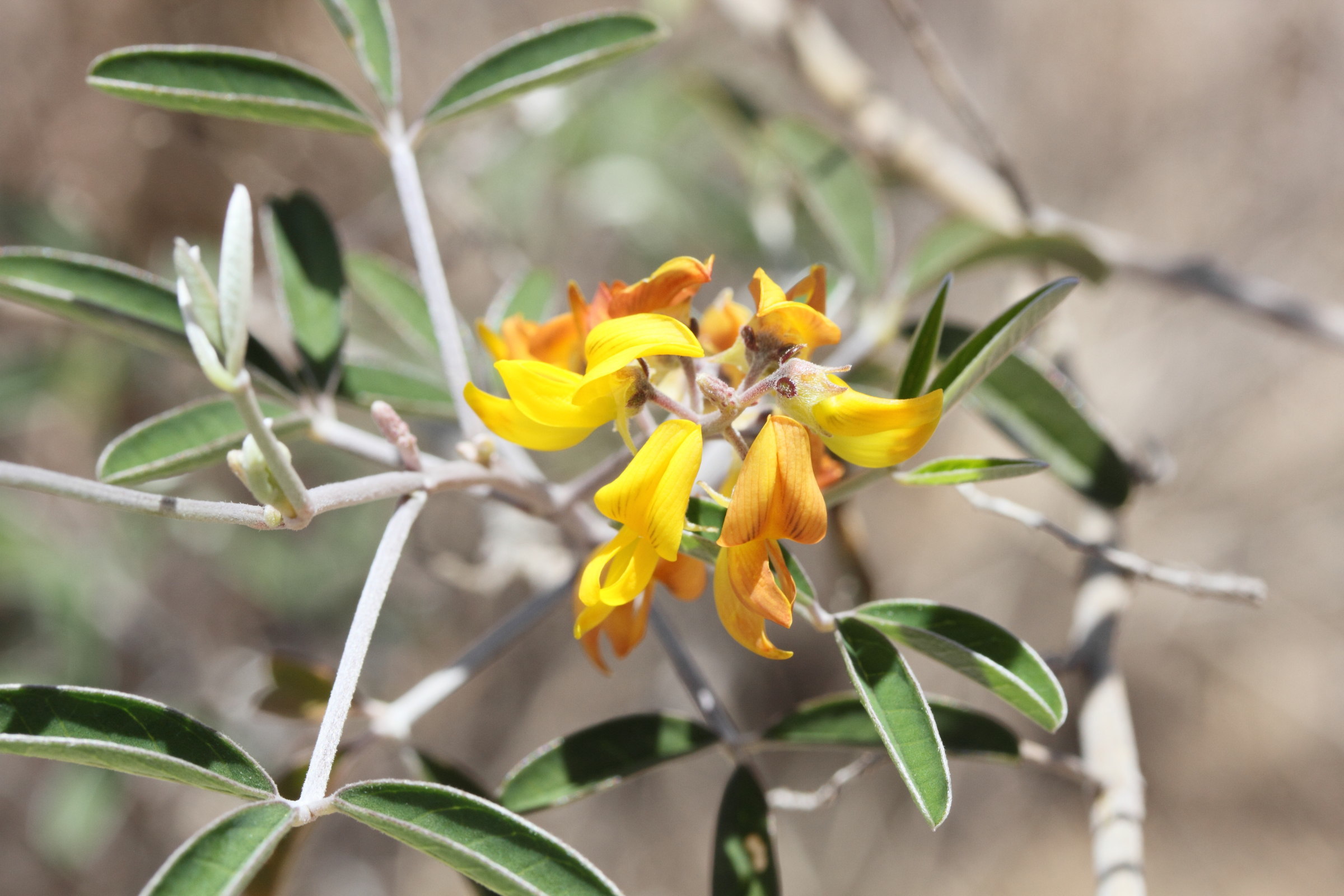 Afficher le média crotalaria_fiherenensis2md crotalaria_fiherenensis2md