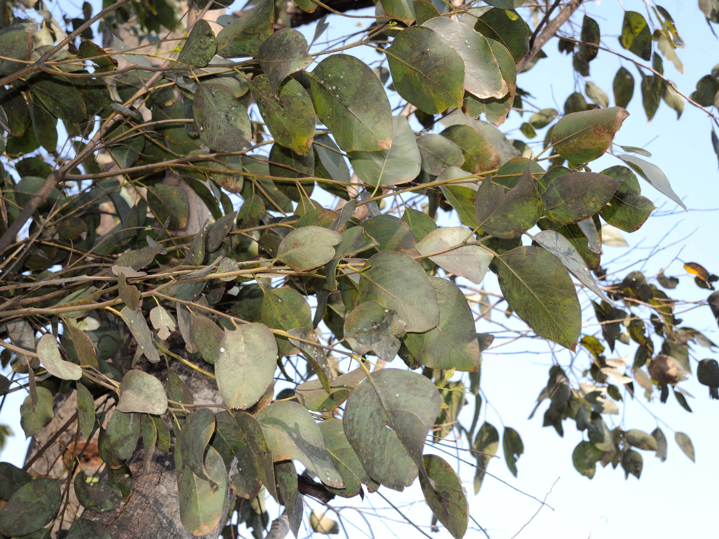eucalyptus_robusta1md