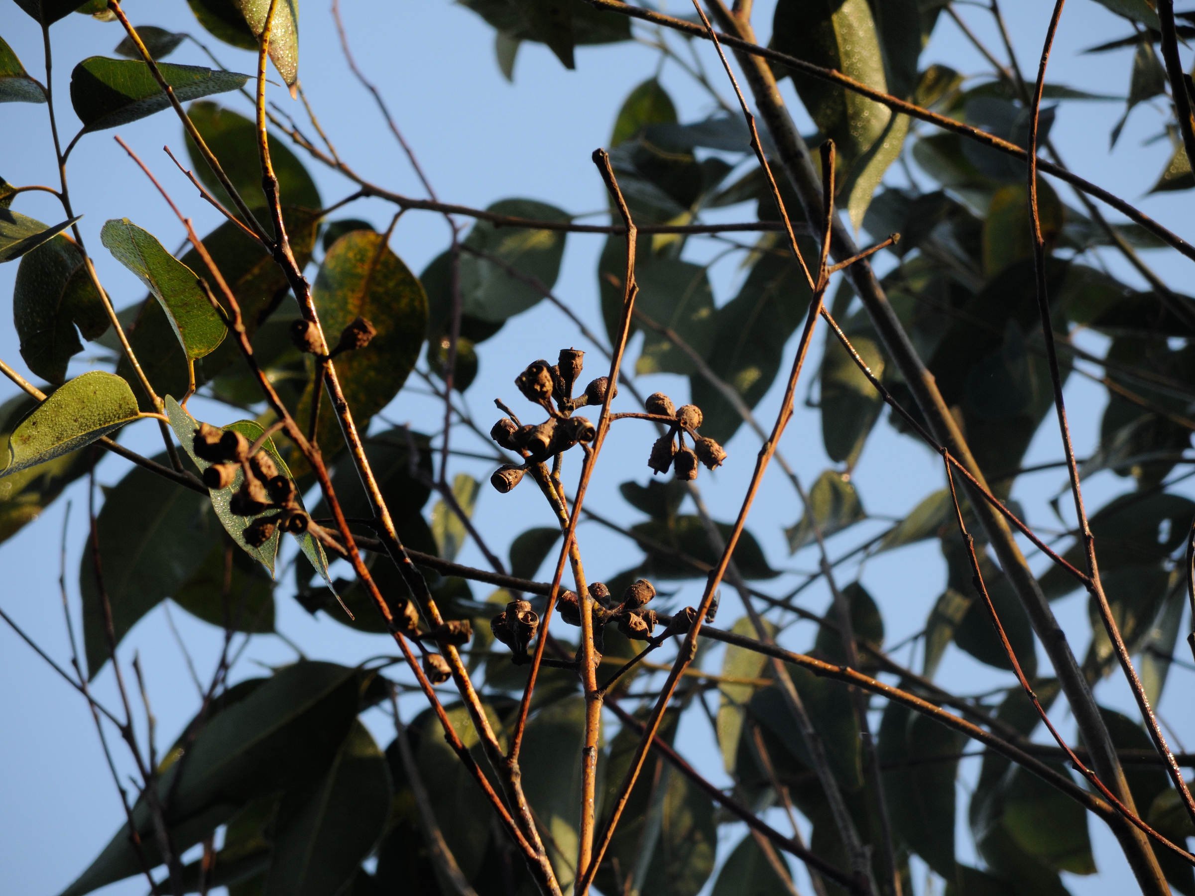 eucalyptus_robusta2md