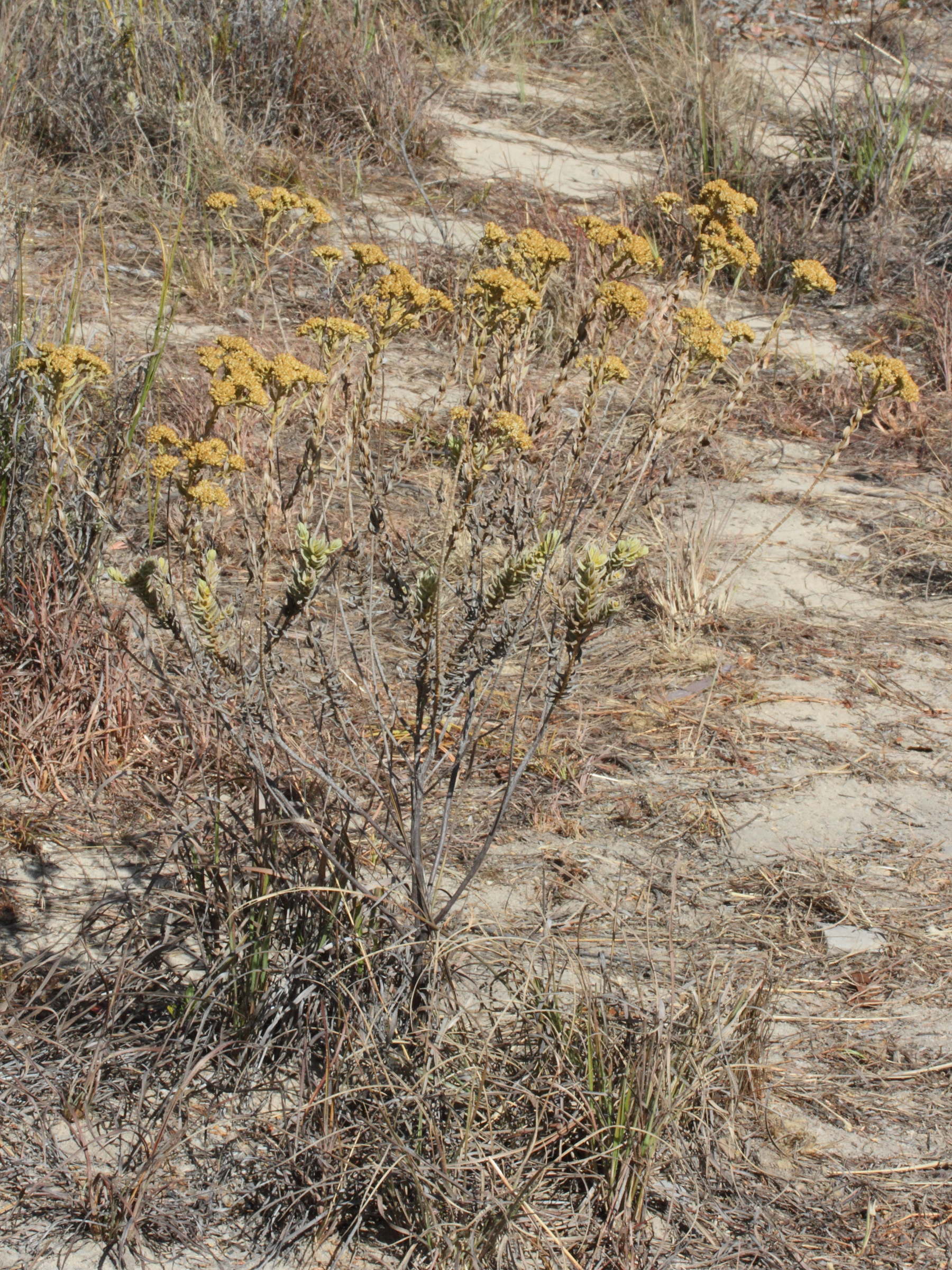 Afficher le média helichrysum_subumbellatum1md helichrysum_subumbellatum1md