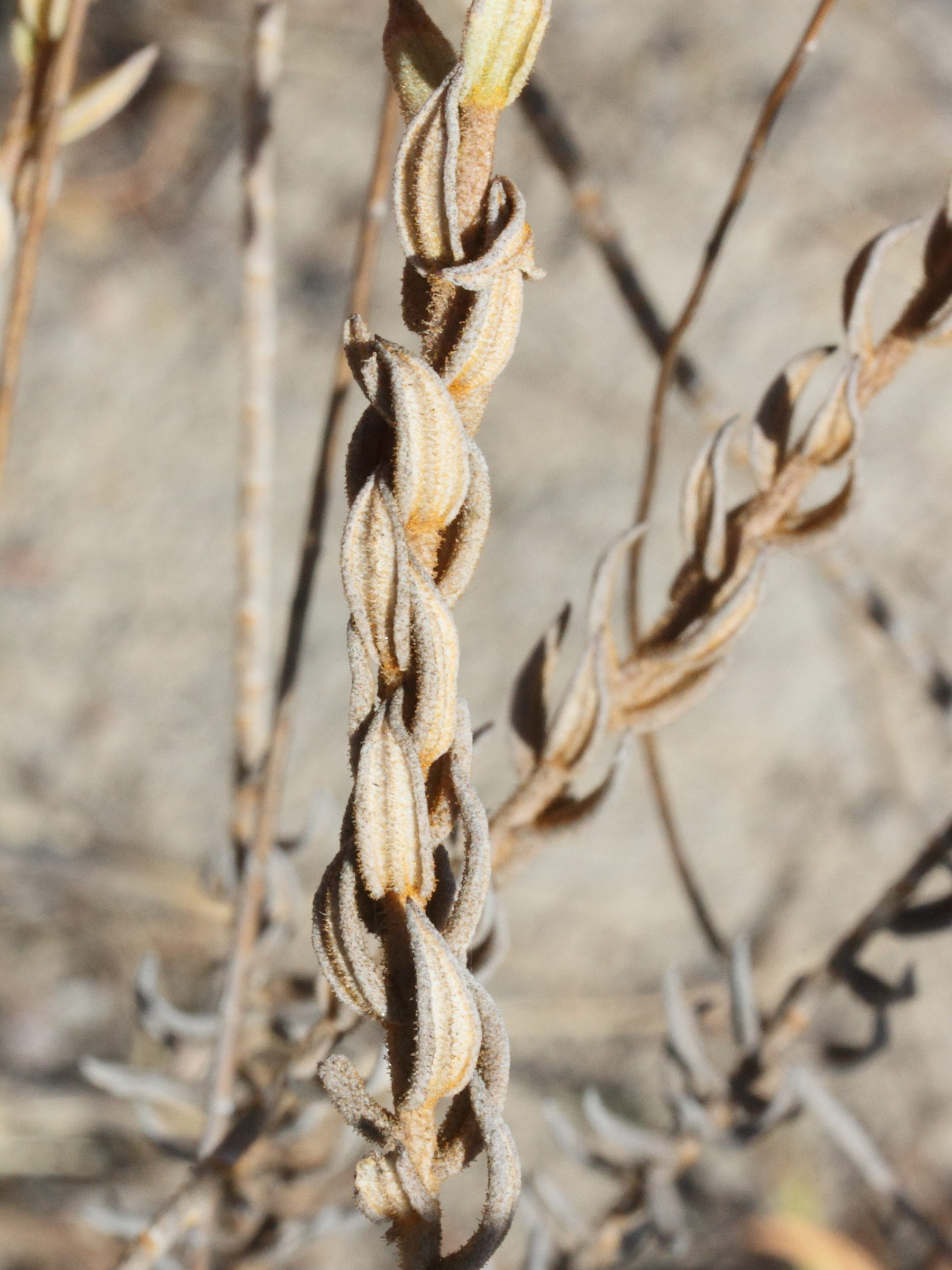 Afficher le média helichrysum_subumbellatum2md helichrysum_subumbellatum2md