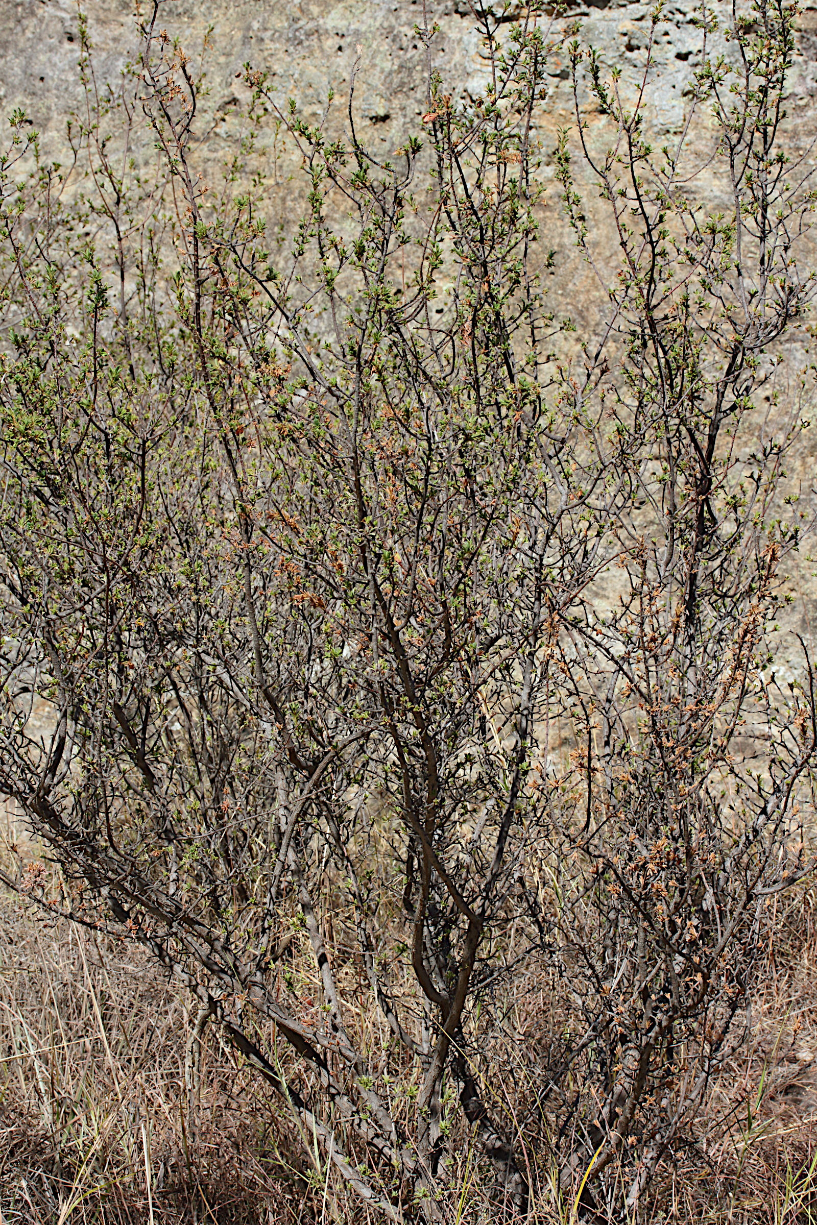 kotschya_perrieri1md