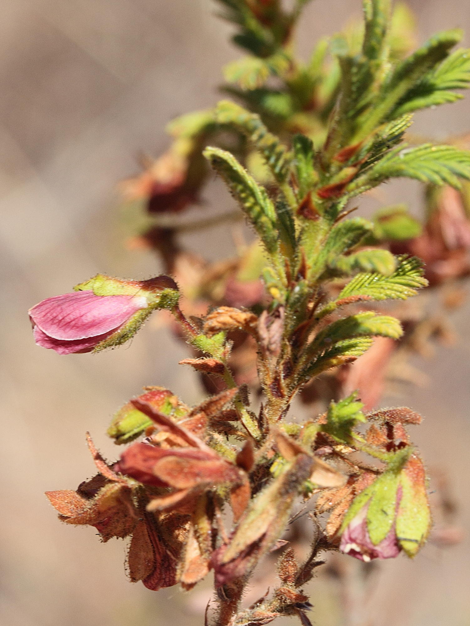 kotschya_perrieri2md