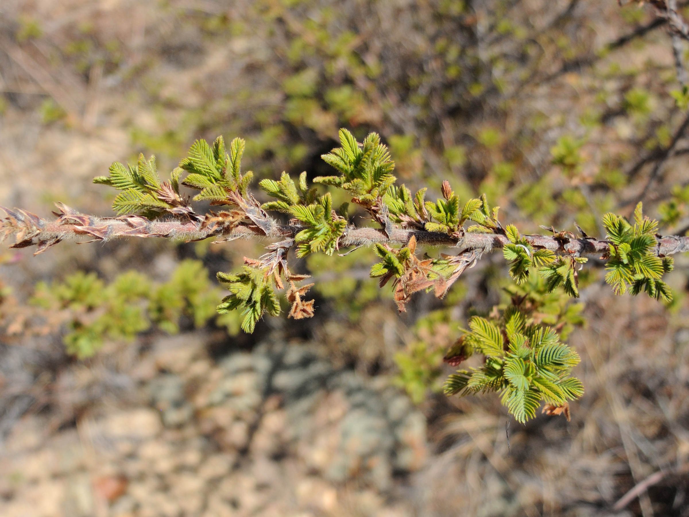 kotschya_perrieri3md