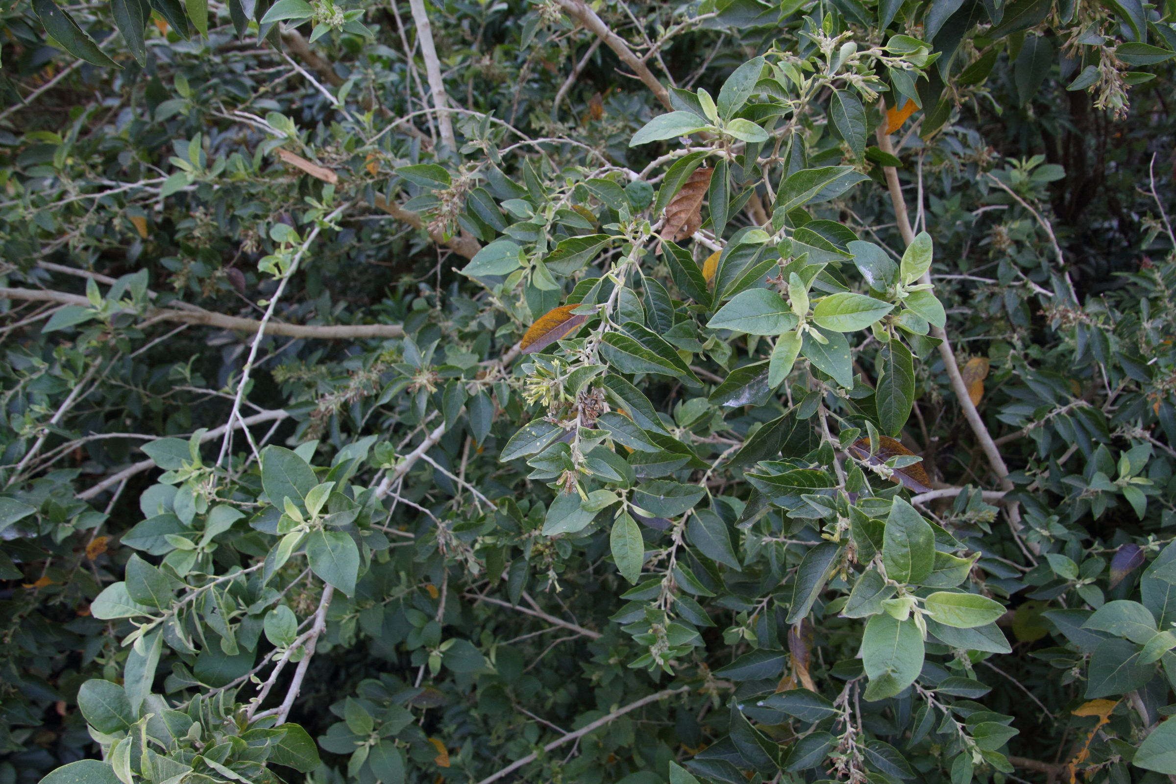 Afficher le média cestrum_parqui4md cestrum_parqui4md