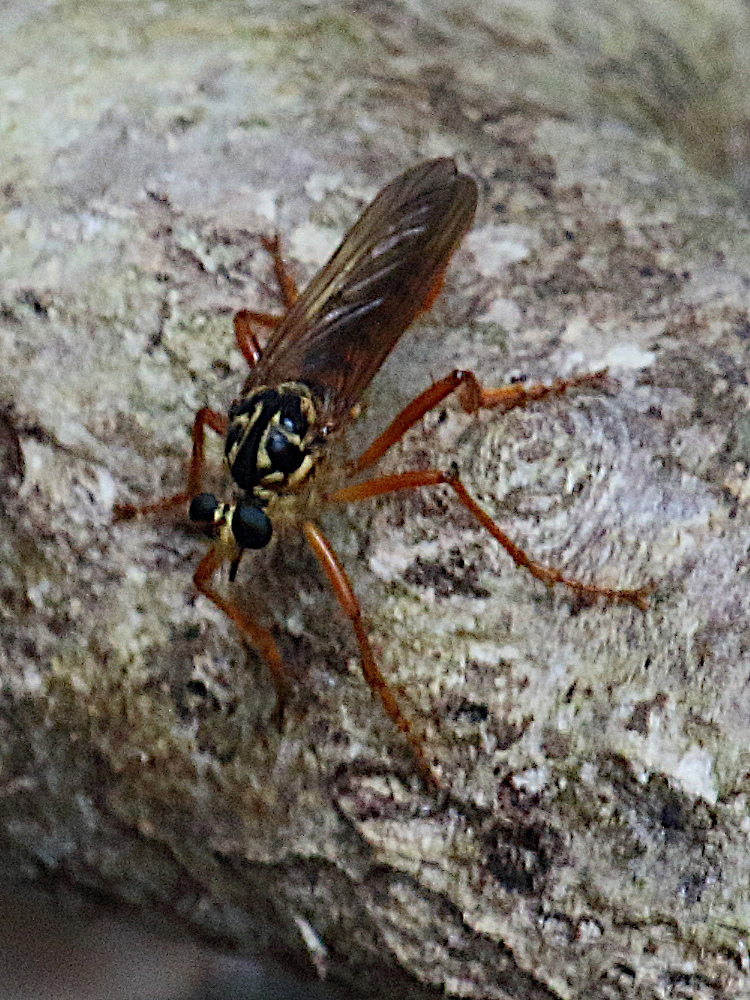 smeryngolaphria_numitor1bd