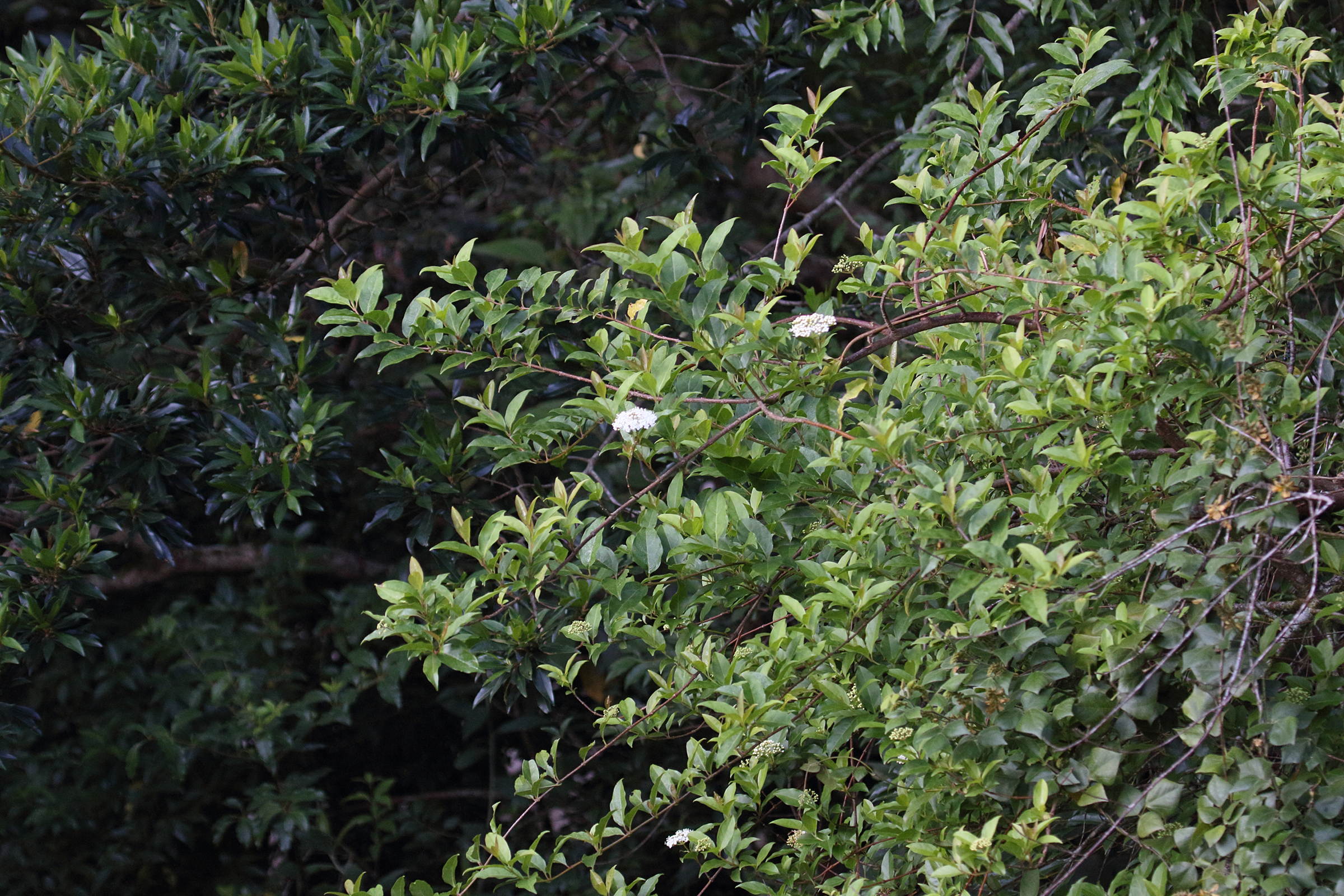 viburnum_costaricanum1md