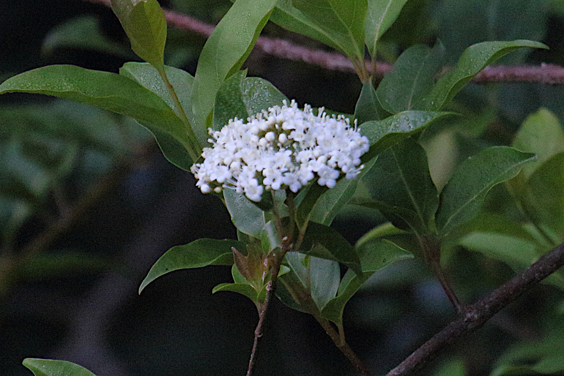 viburnum_costaricanum2md