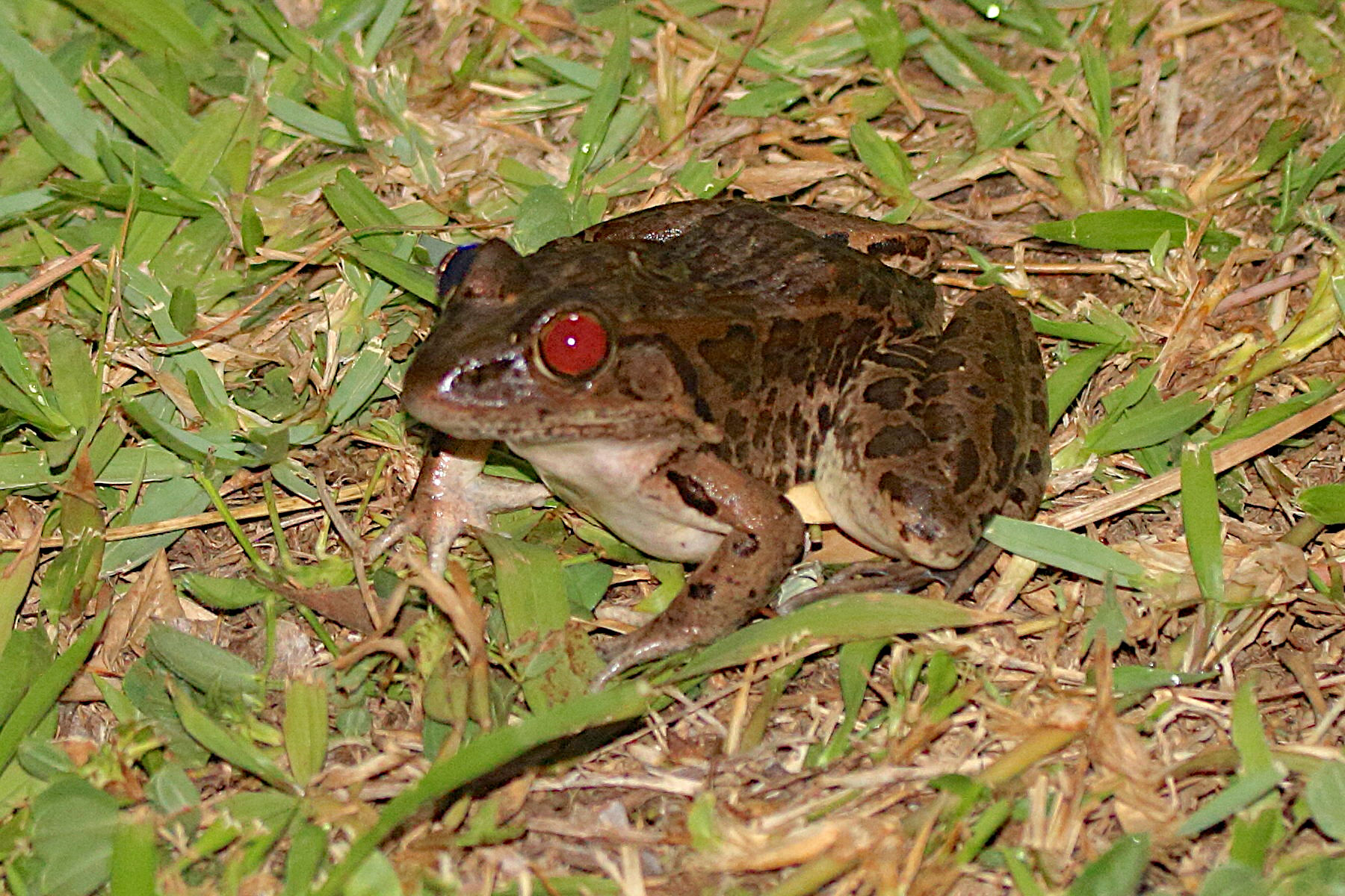 leptodactylus_sp1md