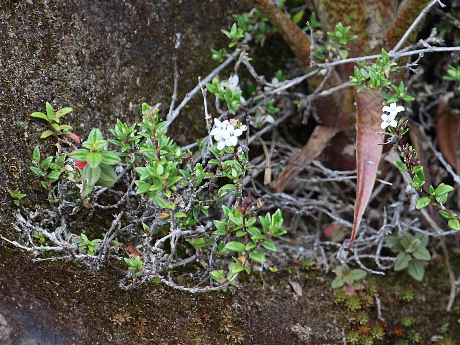 arcytophyllum_muticum1bd
