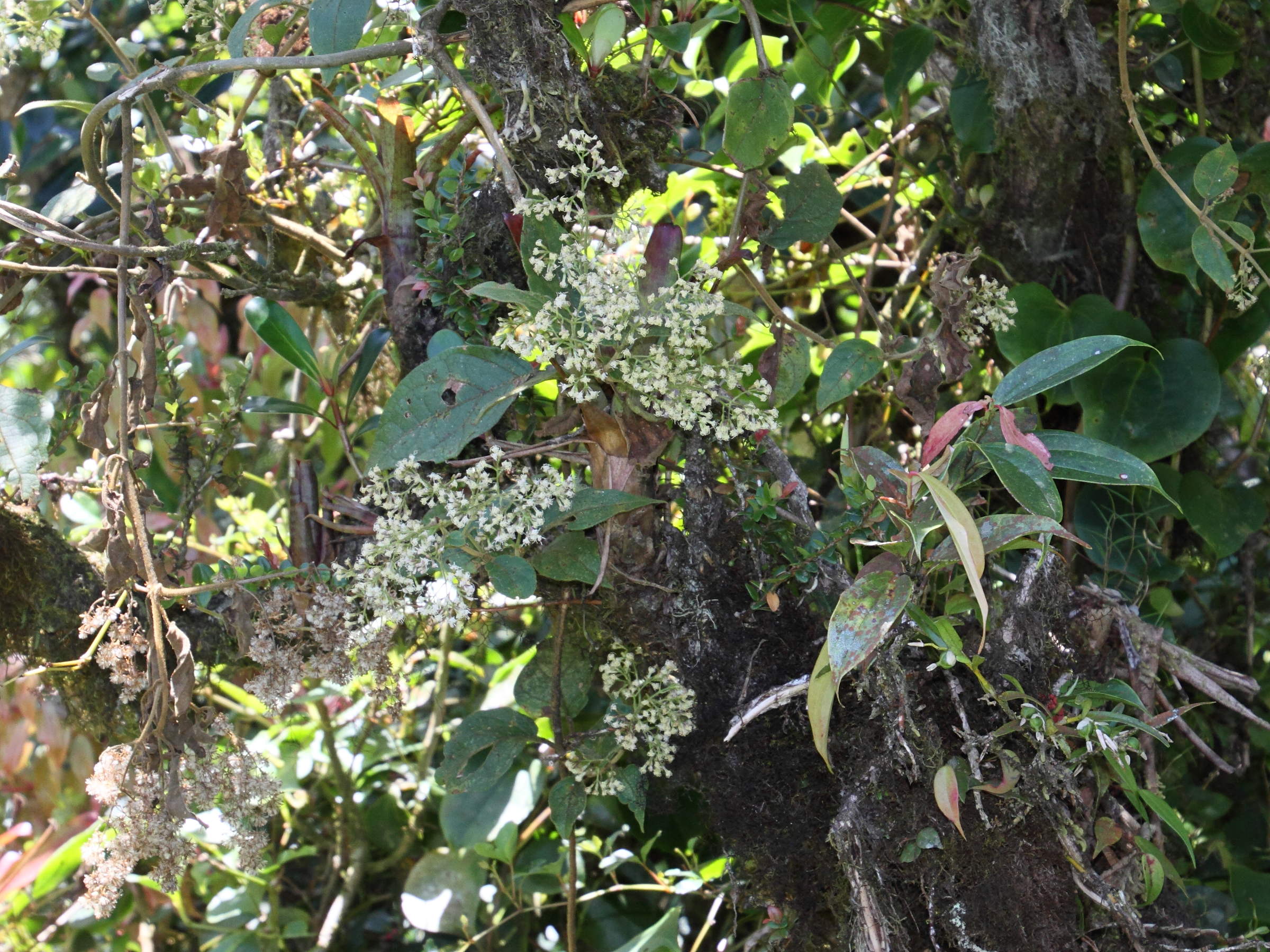 mikania_banisteriae1md