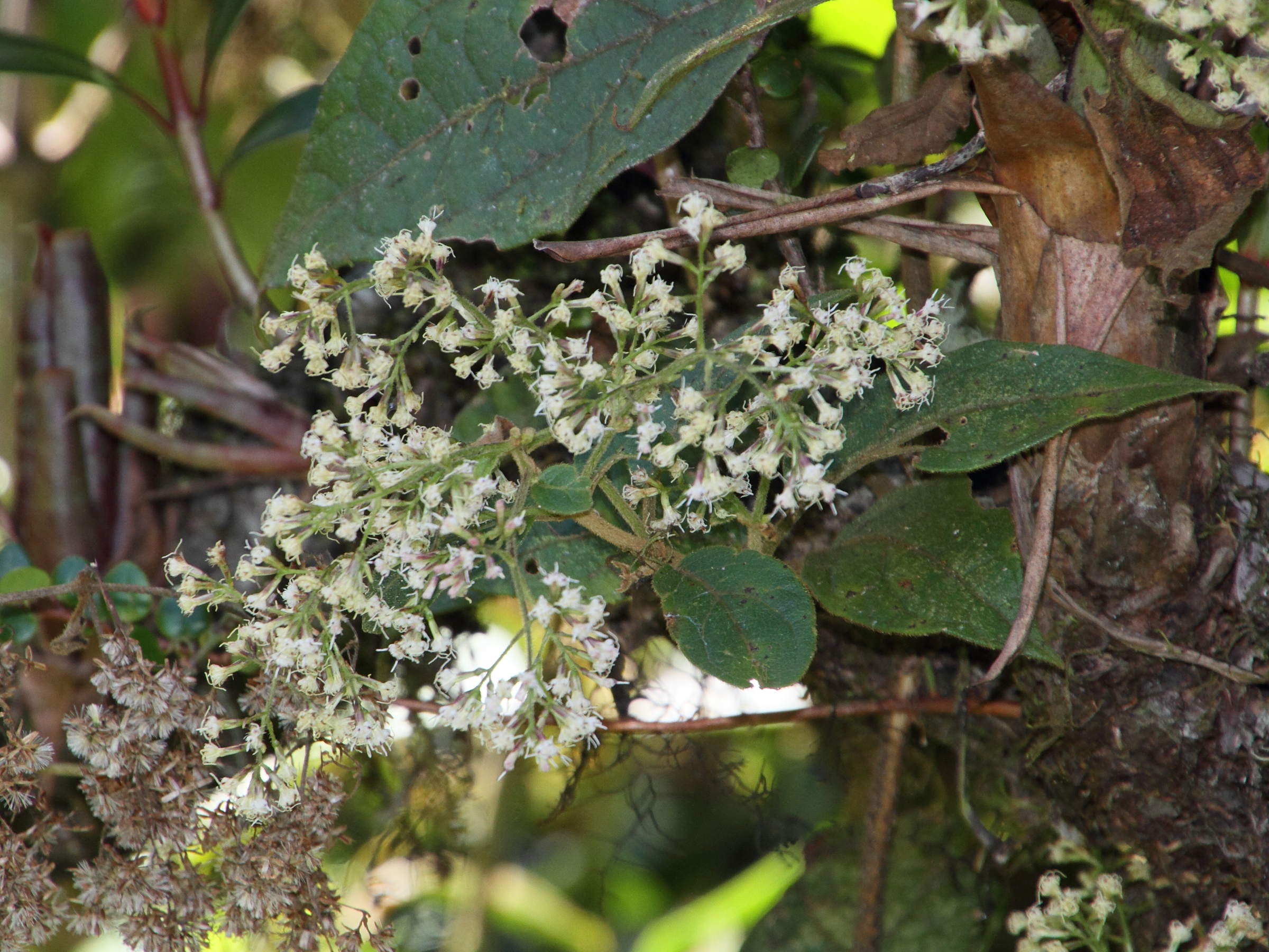 mikania_banisteriae2md