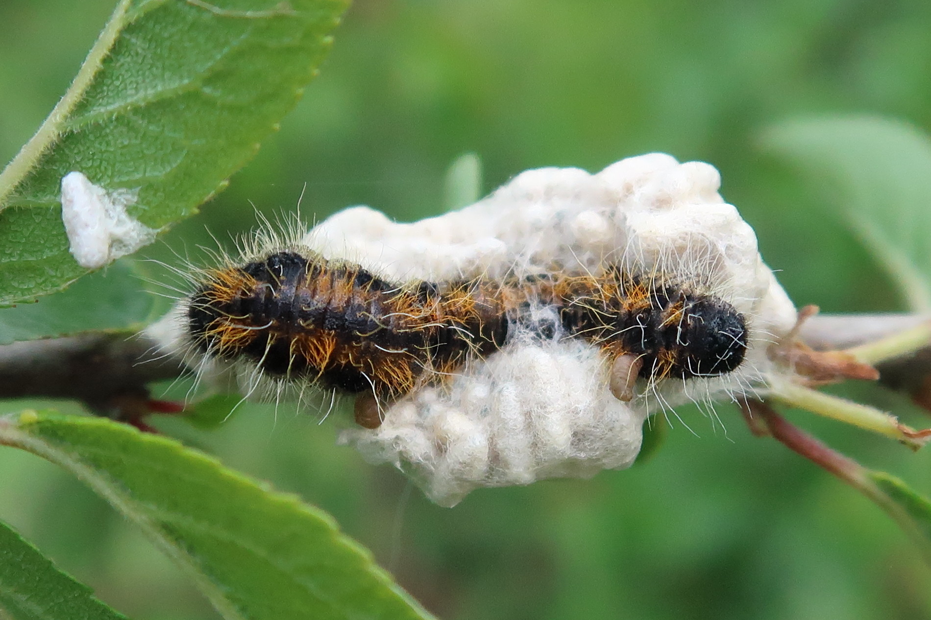 cotesia_glomerata_cocons1md