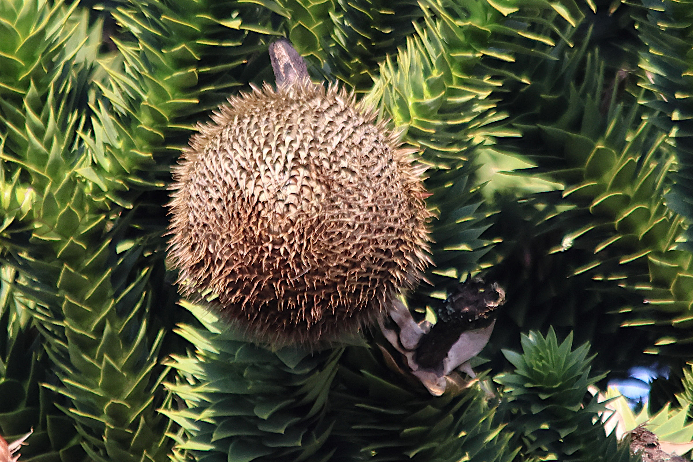 araucaria_araucana7md