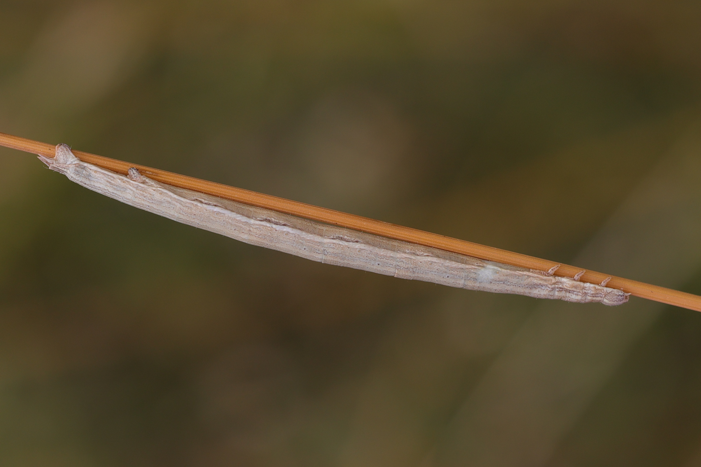 aspitates_gilvaria_ch1md