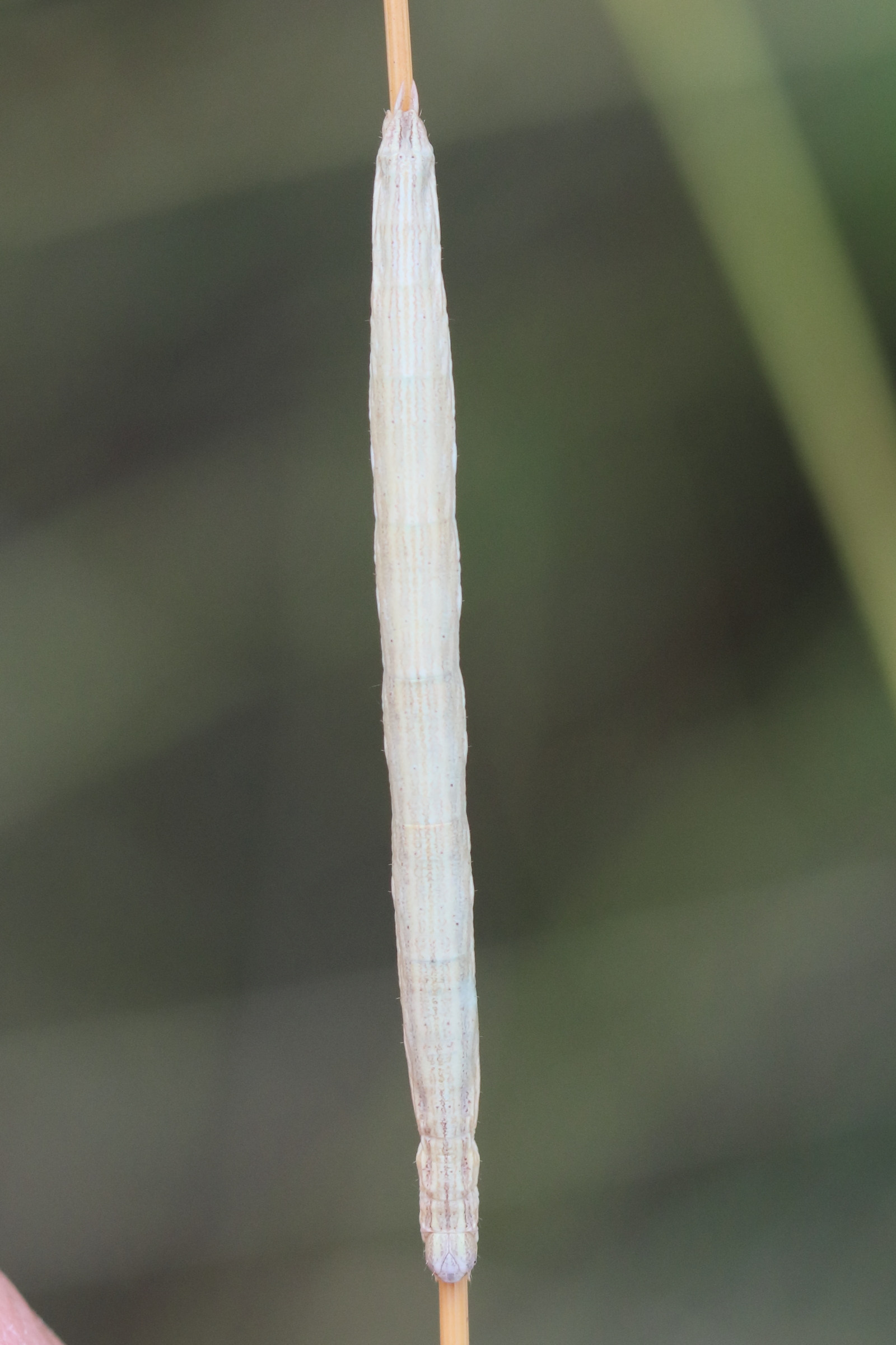 aspitates_gilvaria_ch2bd