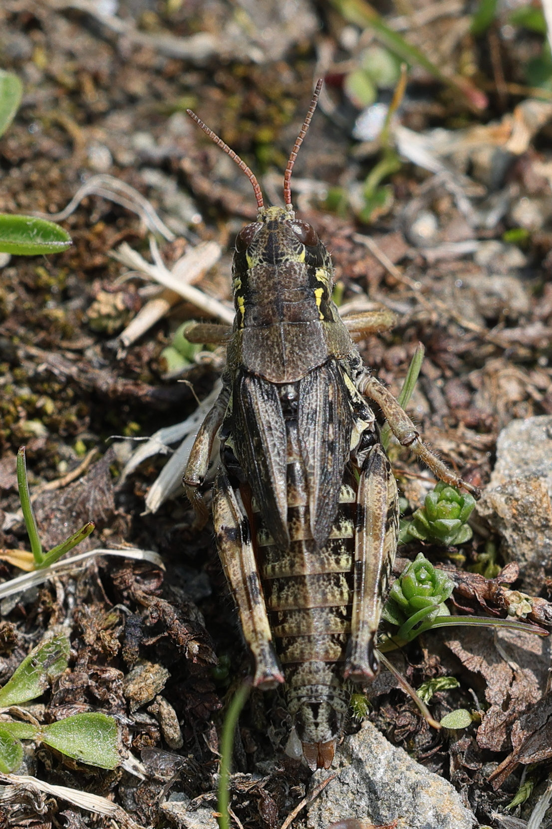 bohemanella_frigida3md