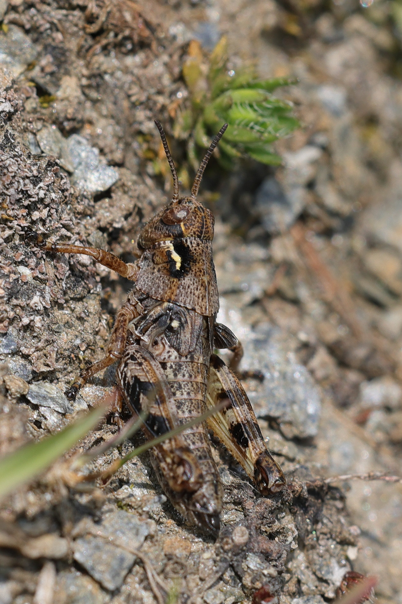 bohemanella_frigida4md