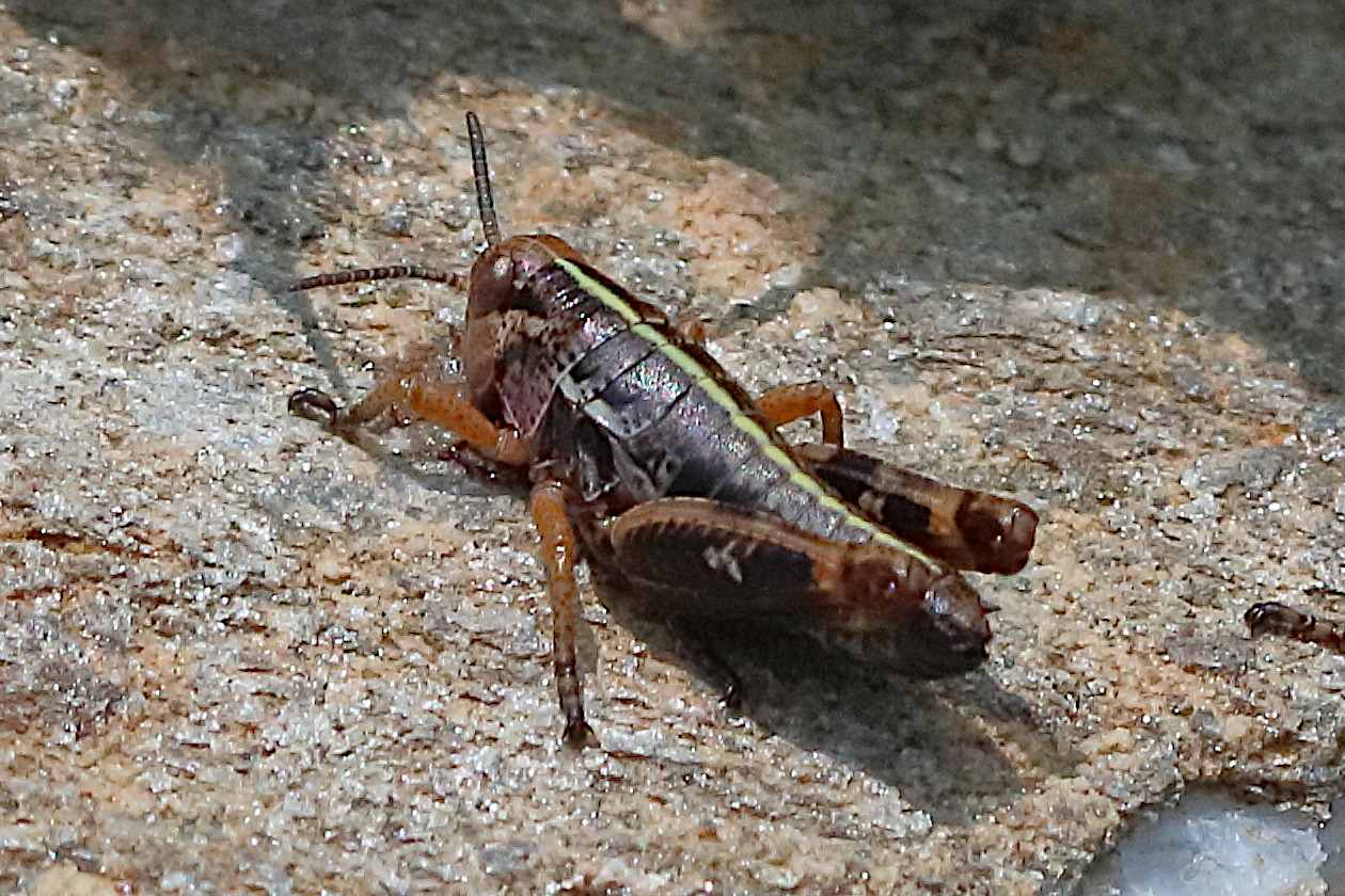 bohemanella_frigida5bd