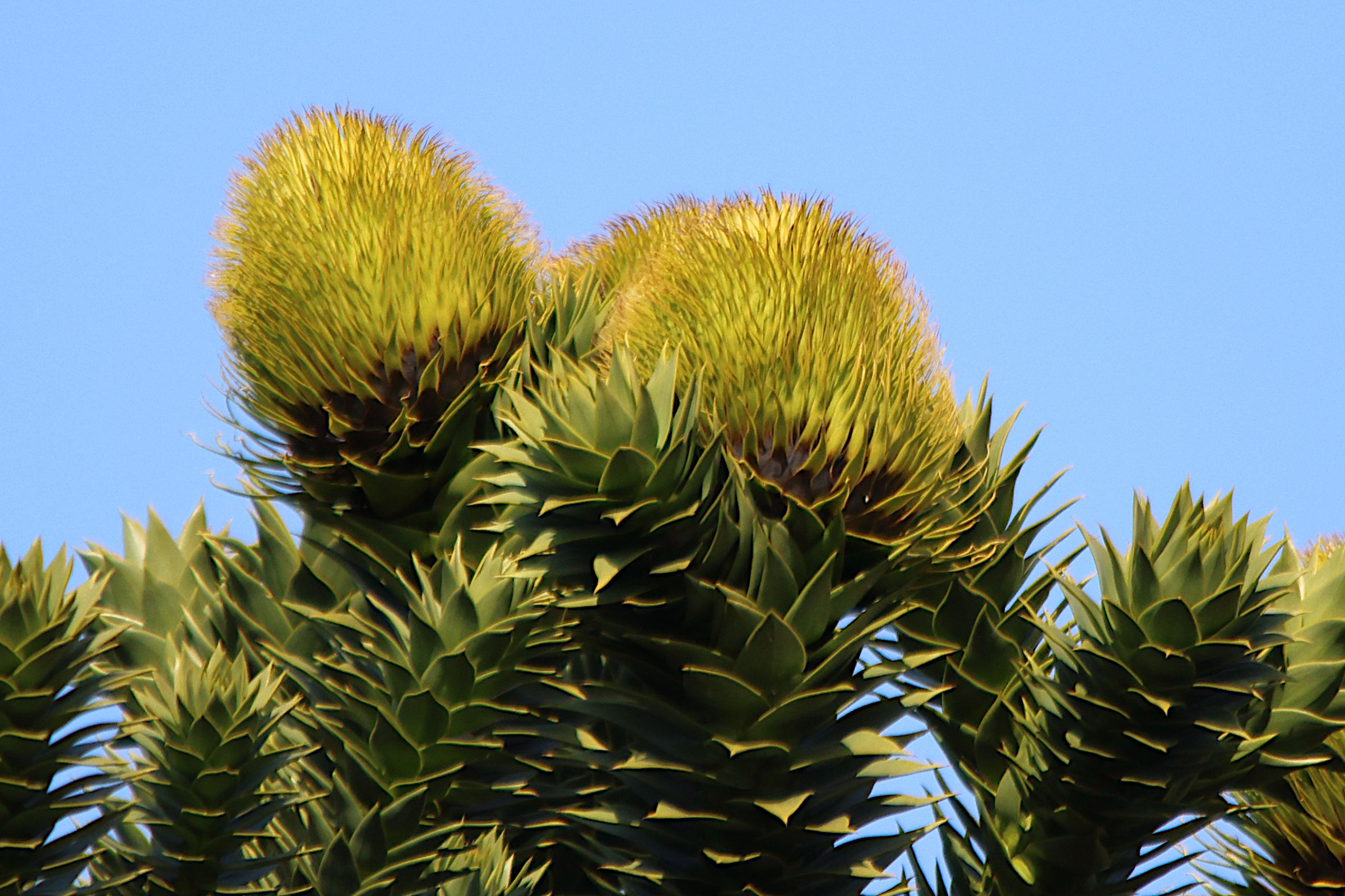 araucaria_araucana6md
