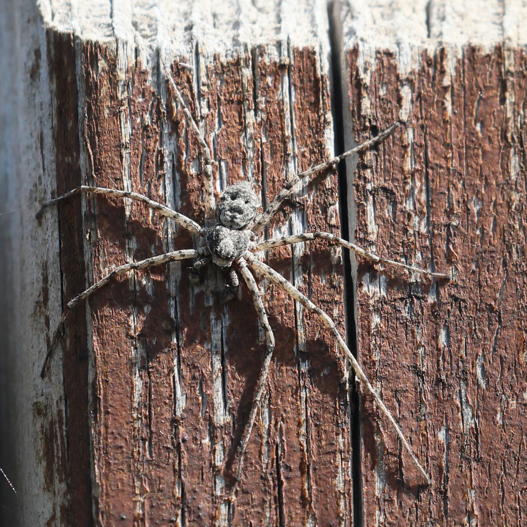 philodromus_margaritatus2bd