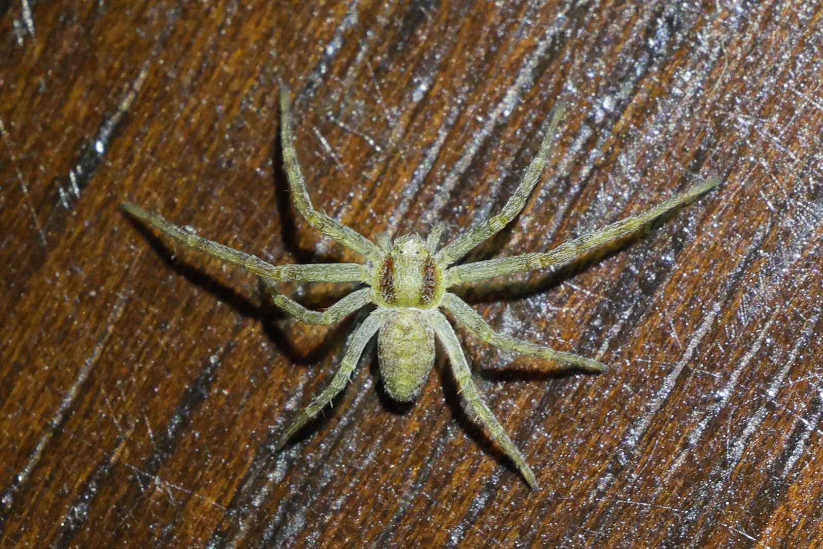 philodromus_dispar6md