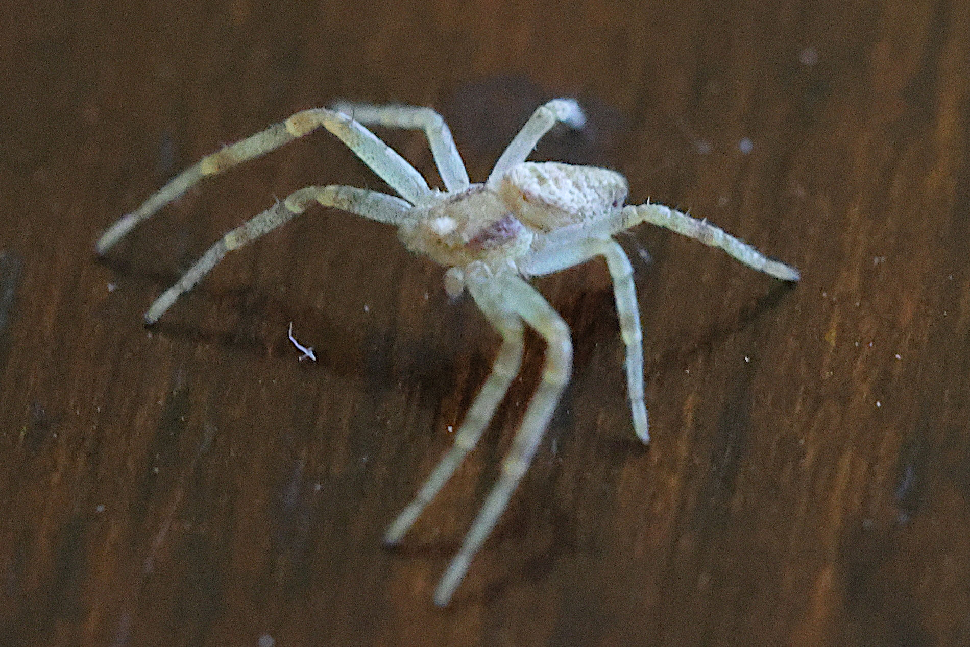 philodromus_dispar7bd