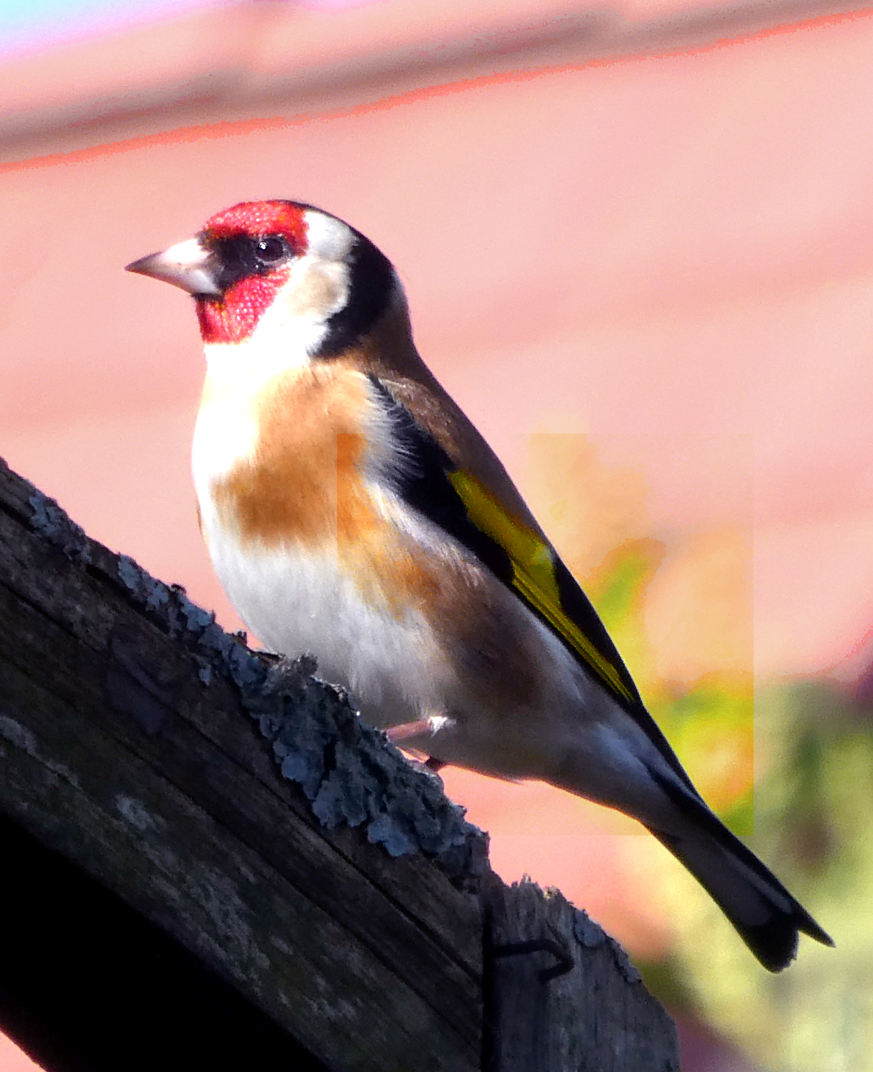 chardonneret_elegant_-_carduelis_carduelis6eh